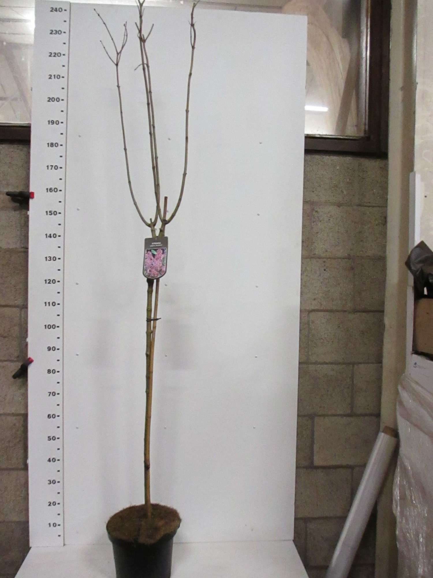 Syringa vulgaris in cultivars 110 stam P28, D 28 cm