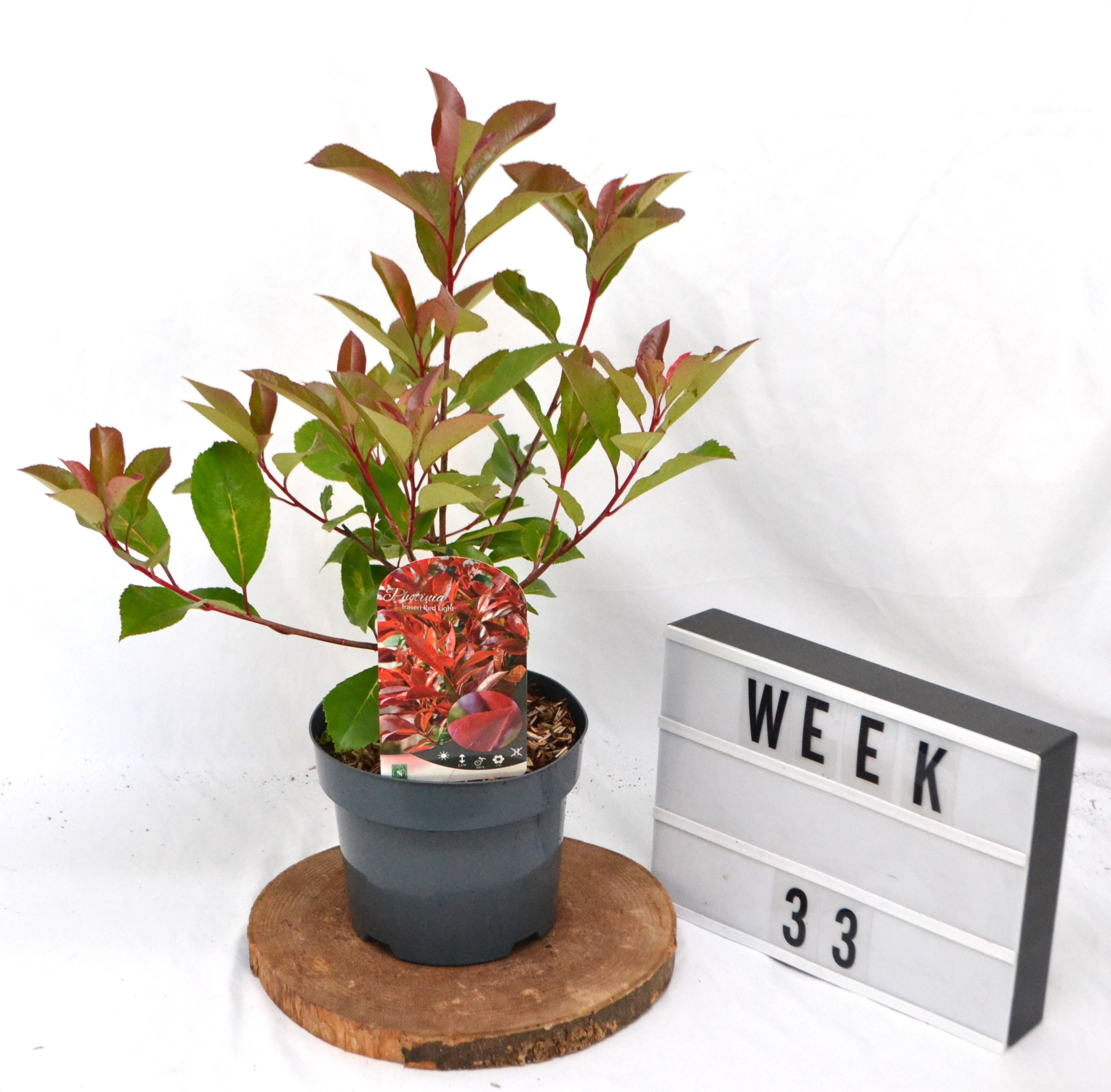Photinia Fraseri Red Light C3 40/50, D 19 cm
