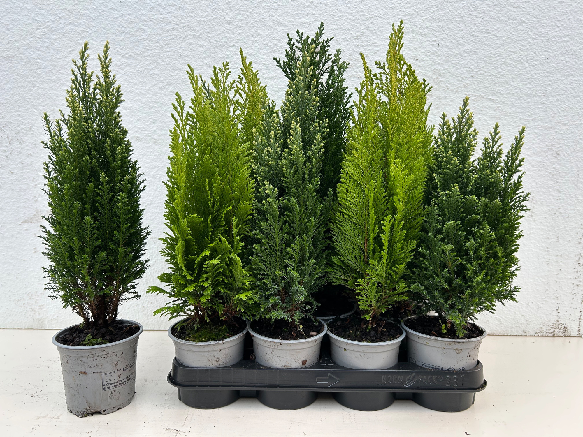 Coniferen overig gemengd, D 10,5