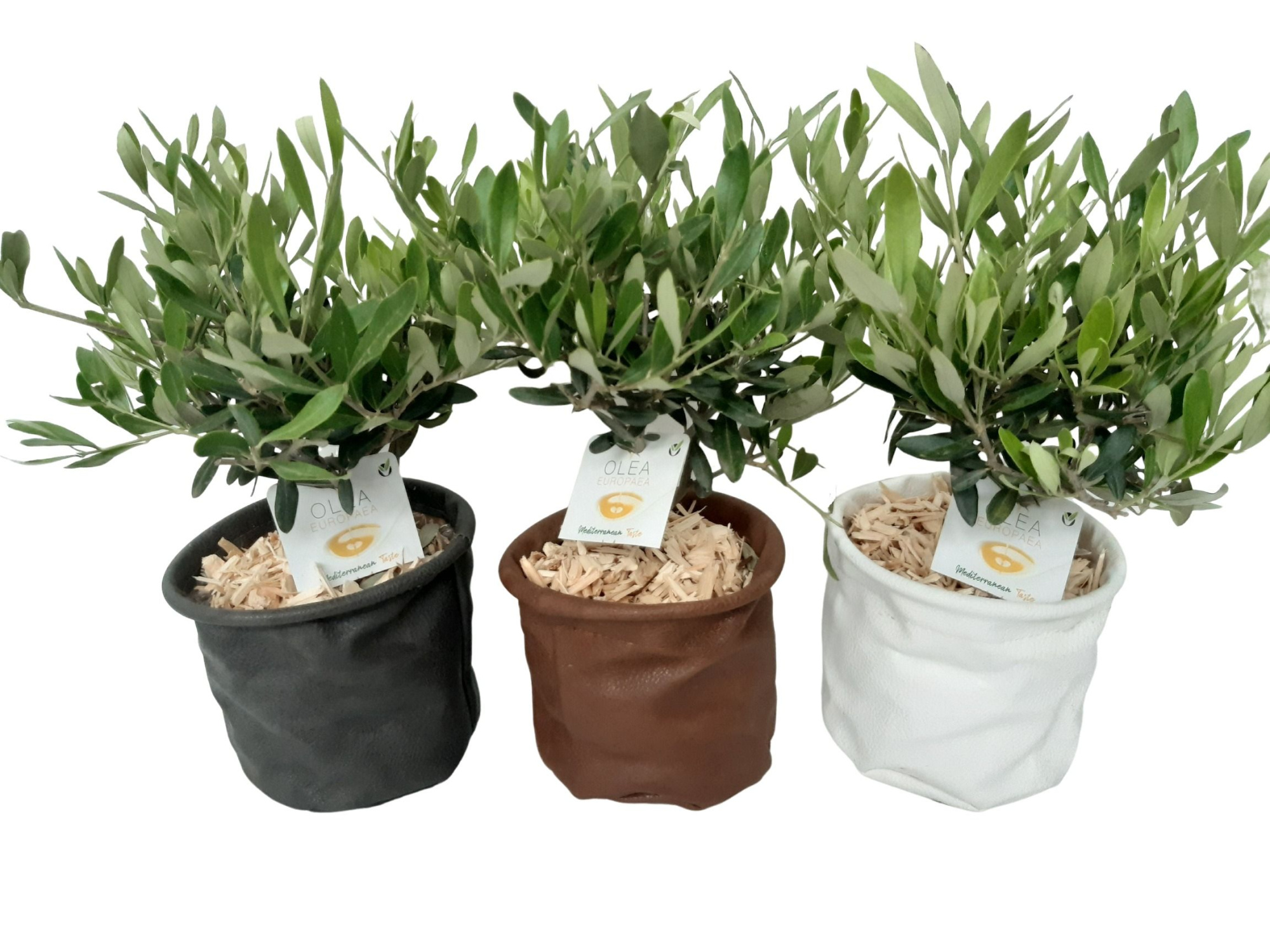 LB14OLE Leather Bag D14 Olea Europaea Bush, D 14 cm