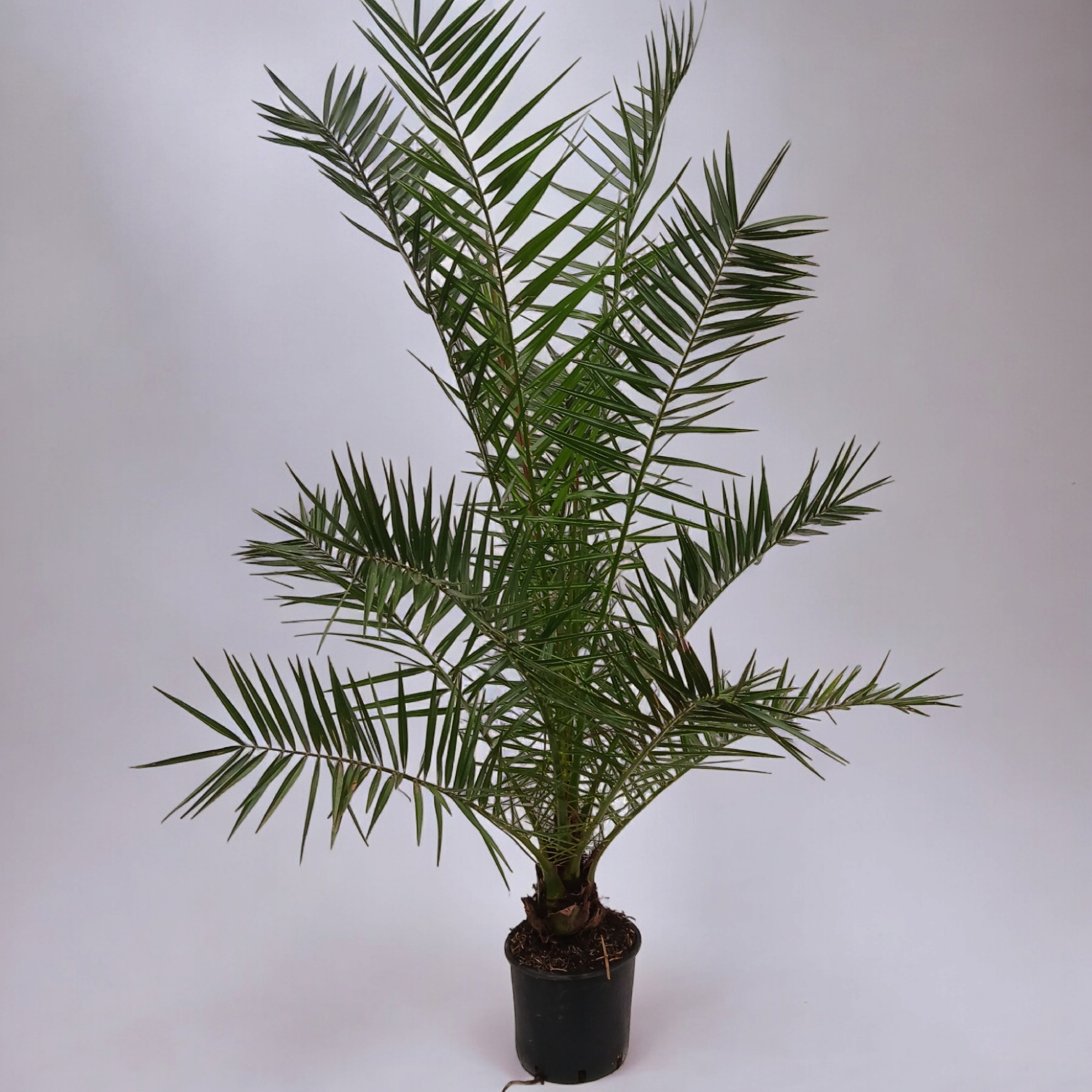 phoenix canariensis, D 28