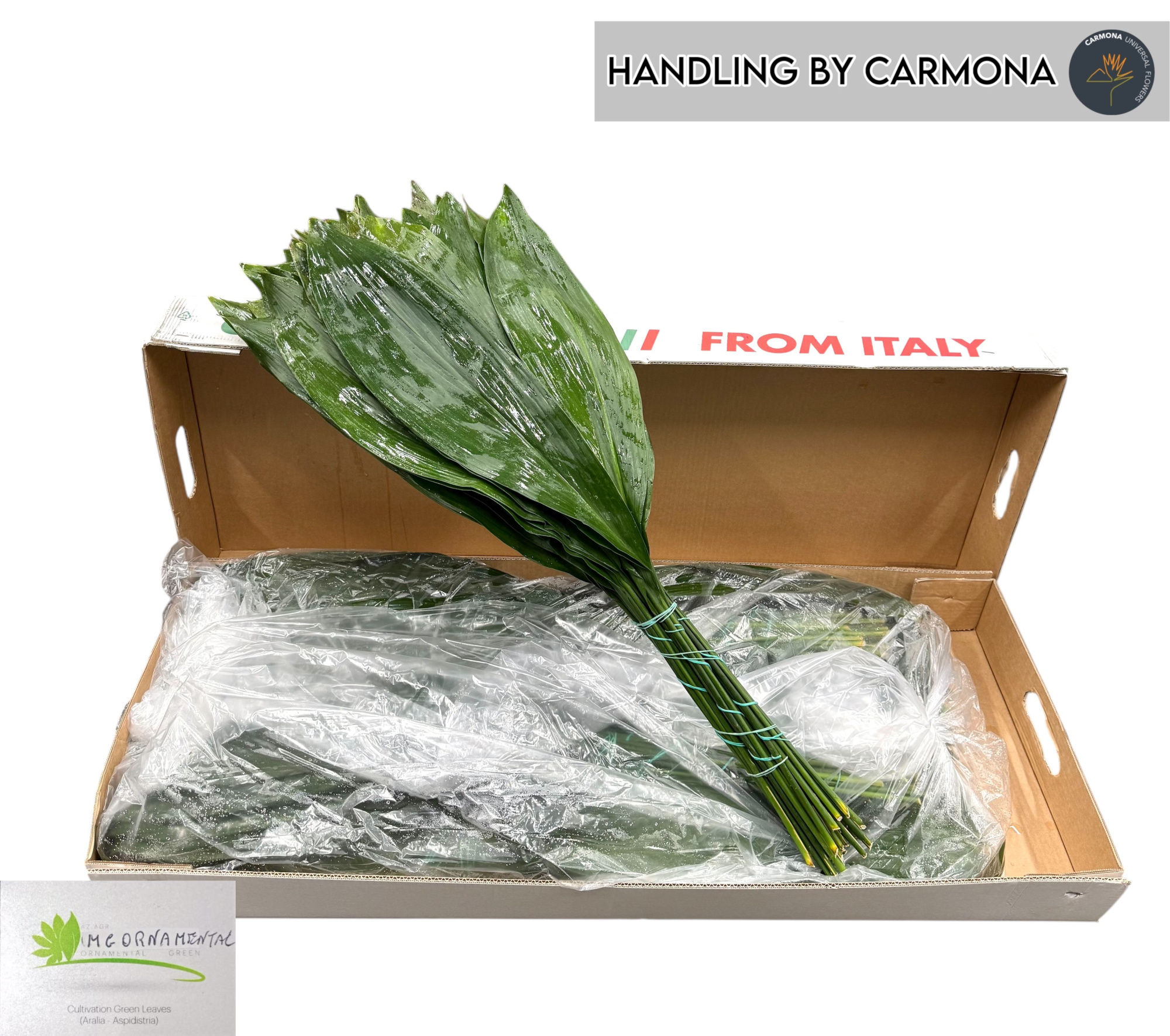 Аспидистра Элатиор 90, шт.