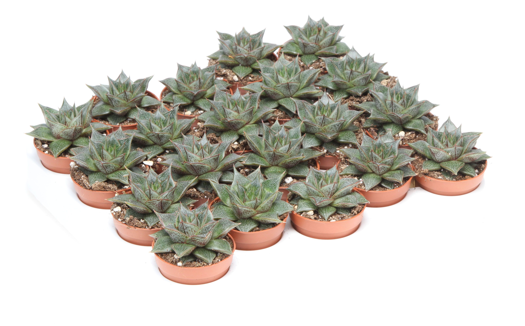 Echeveria gilva, D 5,5