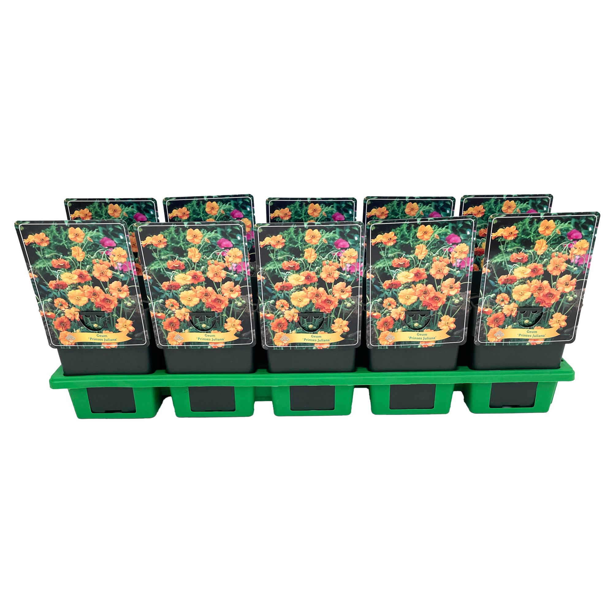 Geum 'Prinses Juliana' P11, D 11 cm