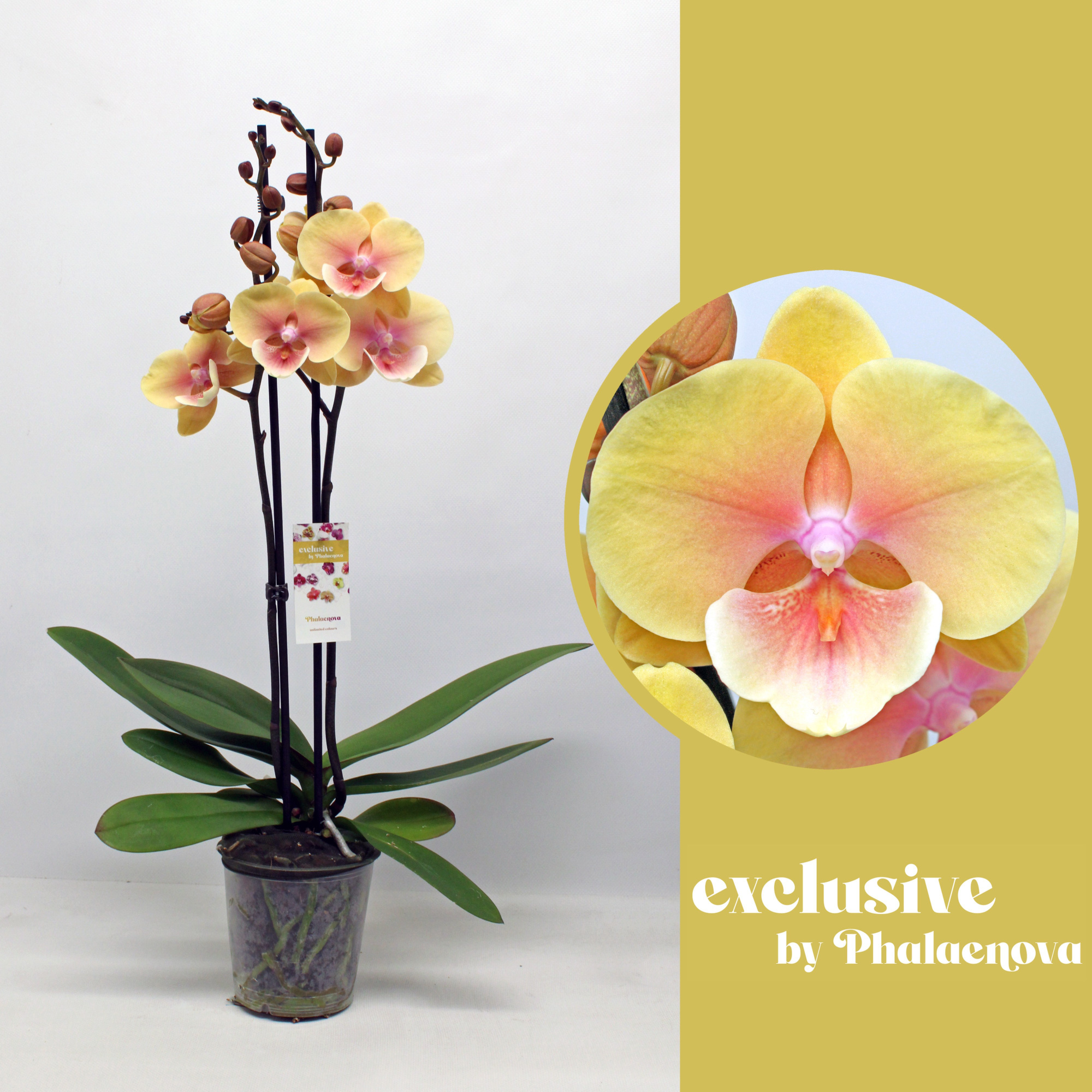 Marketa 2-tak 60cm (GROEN), D 12 cm