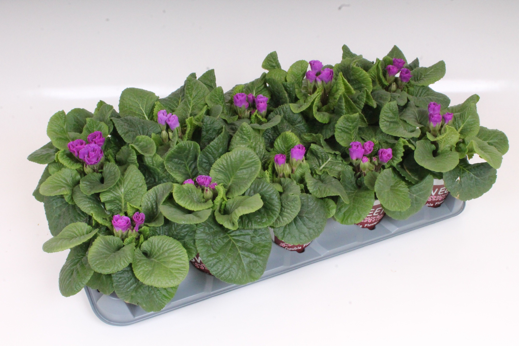 Primula Sweet Specials - Rosebud Violet | Double Tullip Flowers, D 11