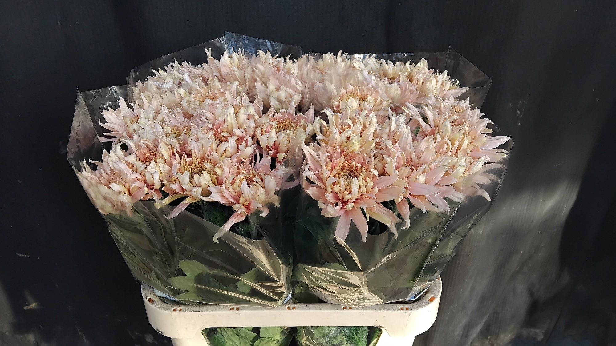 Хризантема од. Авиньон Шампань 80, шт.