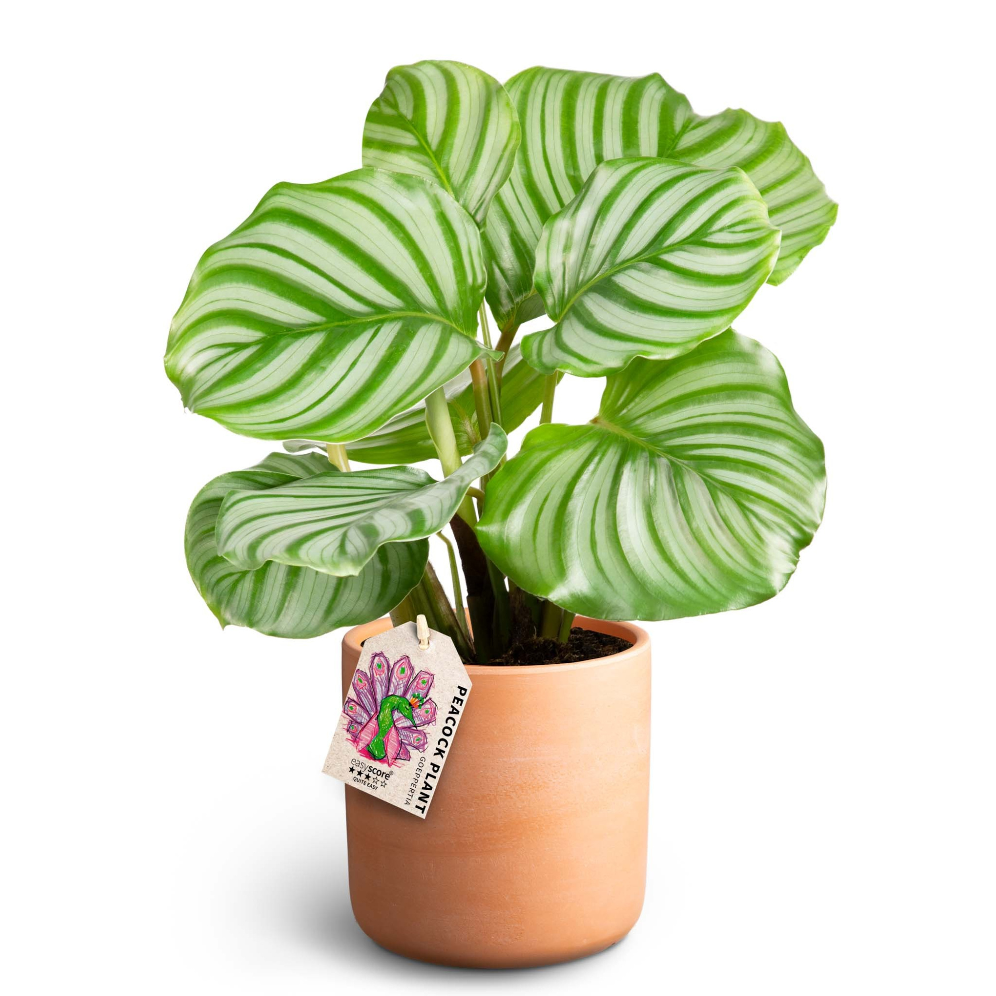 Raw Terracotta, Calathea orbifolia, D 12