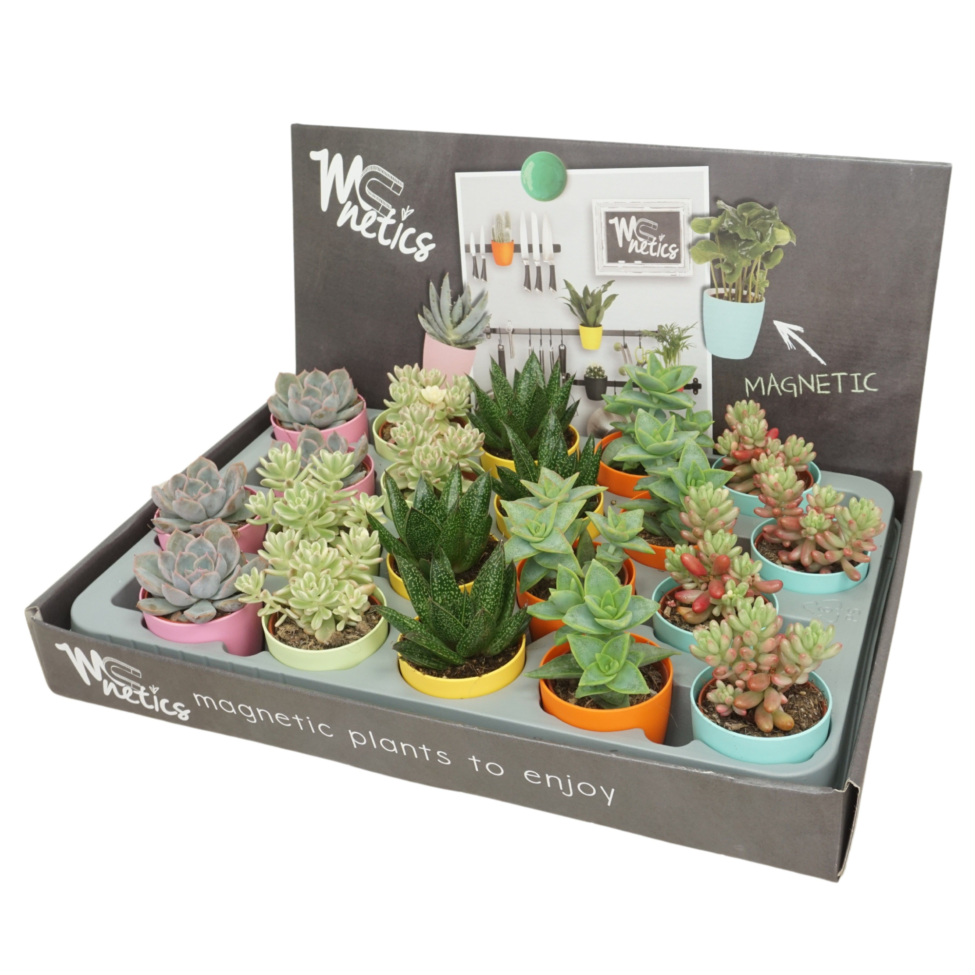 Succulent mix 5,5 cm in magnetic kleur pot, D 5,5