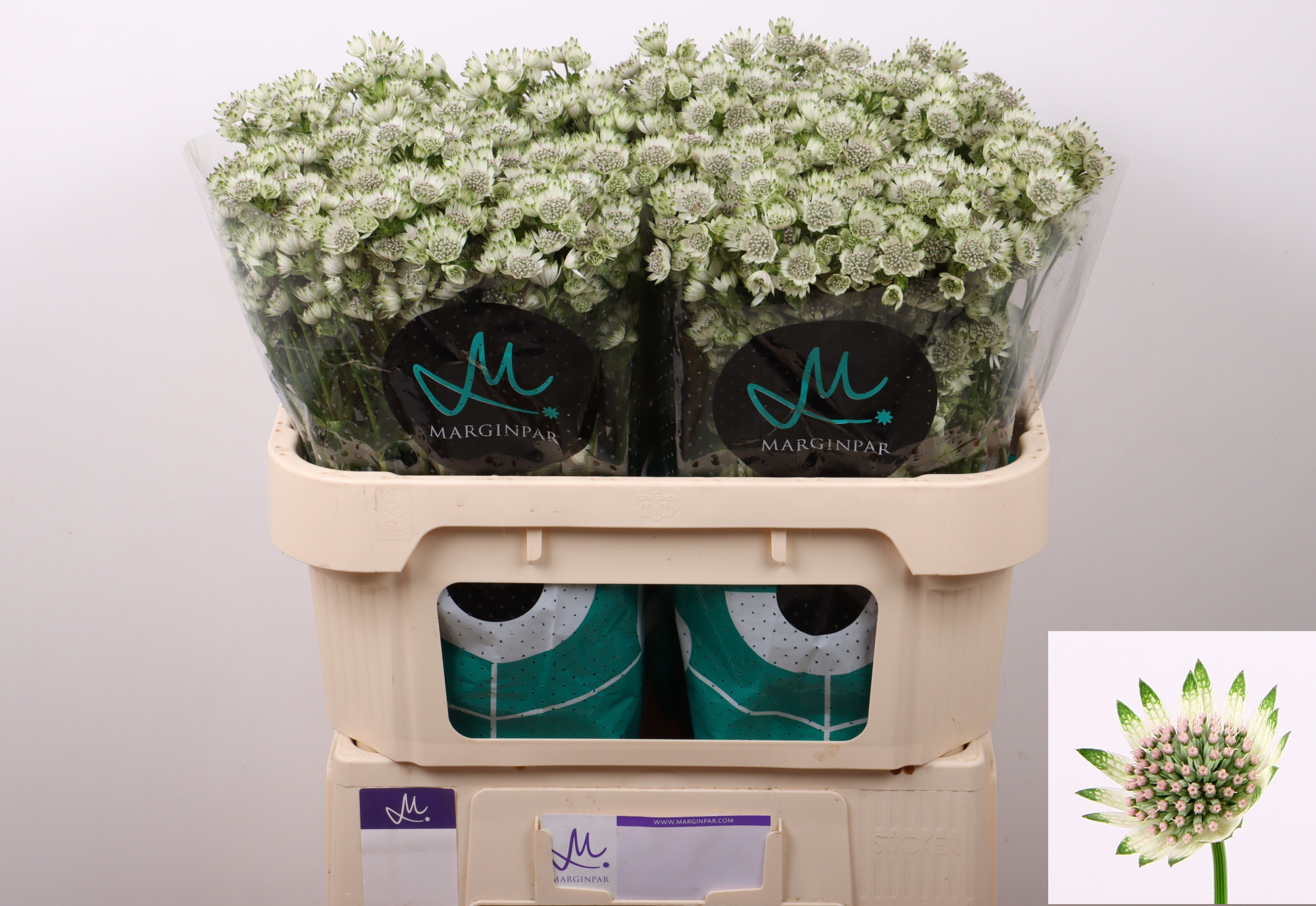 Астранция Биллион Старс 70, шт.