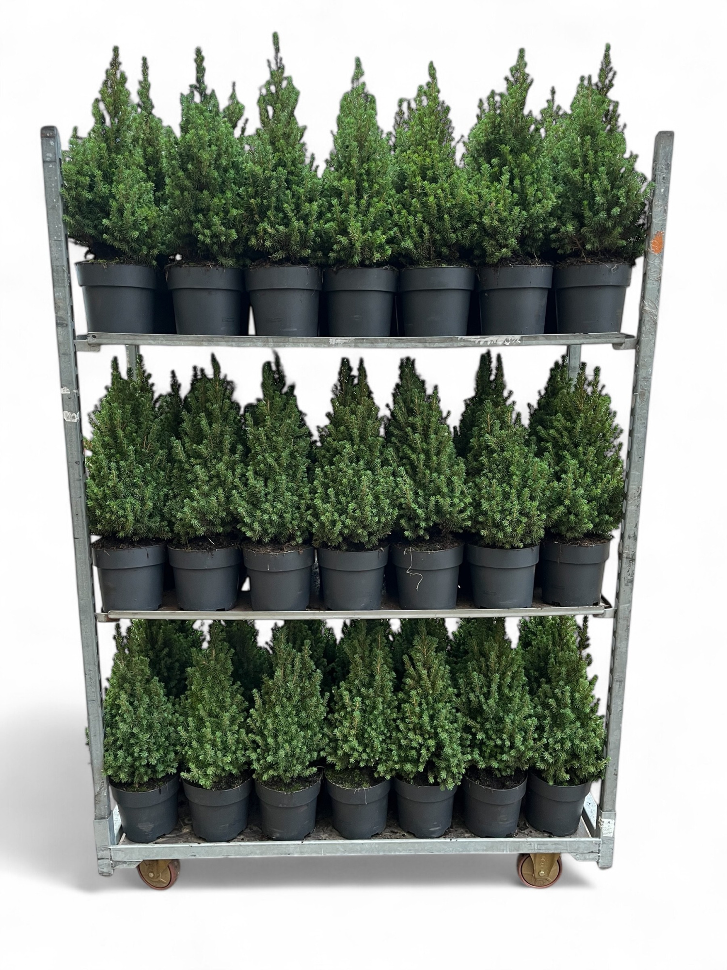 Picea glauca Conica 55-60 C3, D 19 cm