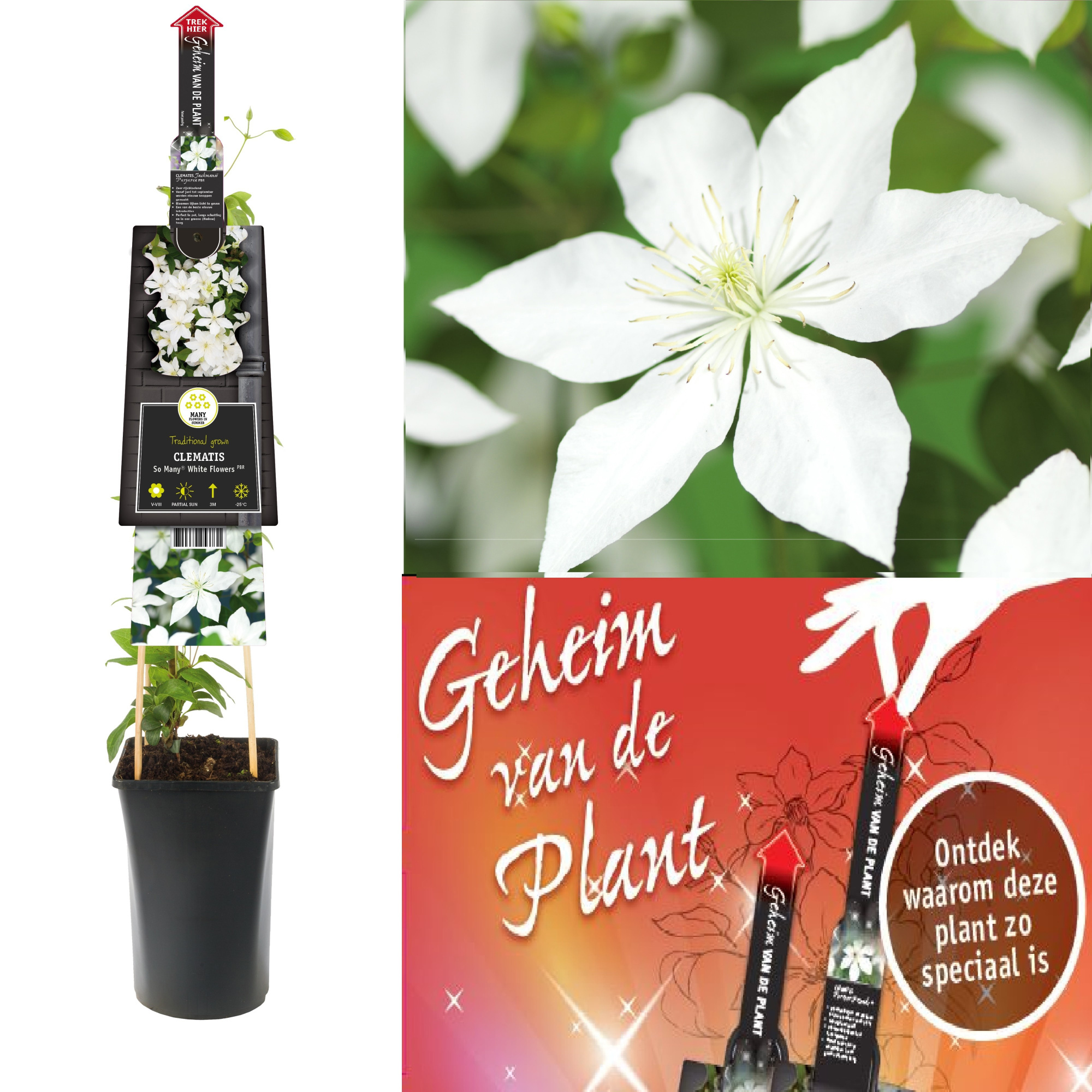Clematis So Many® White Flowers PBR secret of the plant DE, D 17