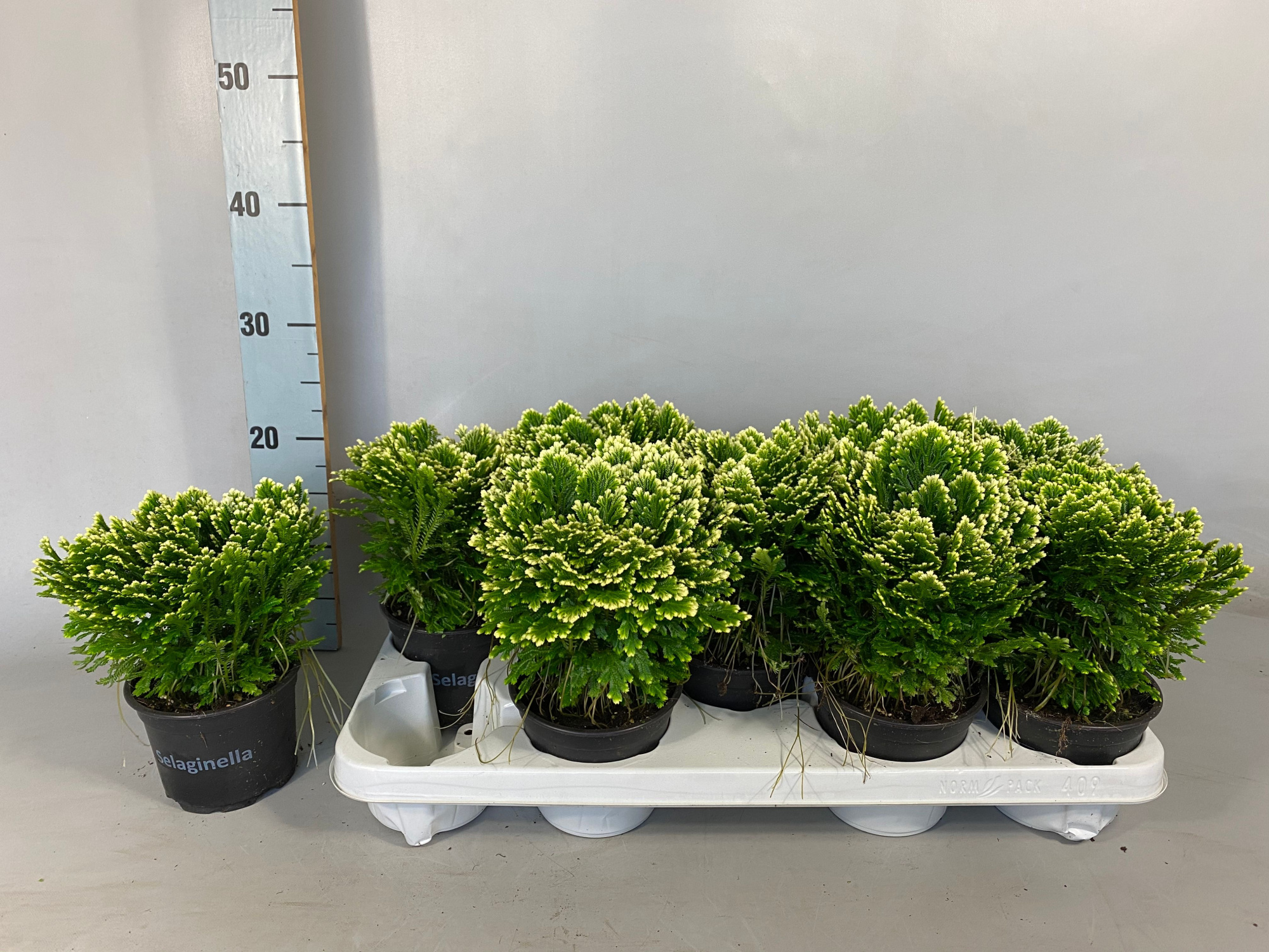 Selaginella Jori witte gloed, D 12 cm