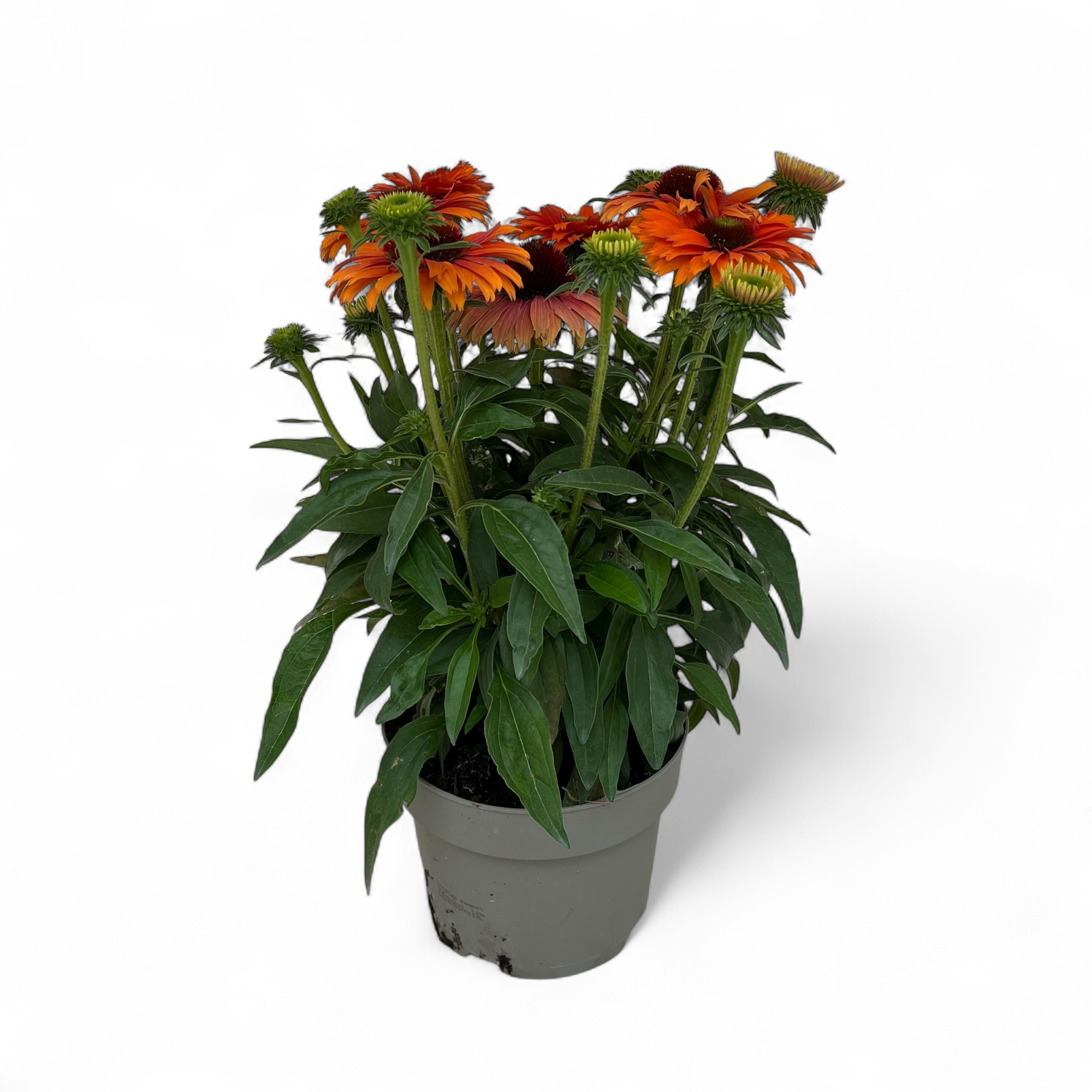 Echinacea Sunseekers Mineola C3, D 19