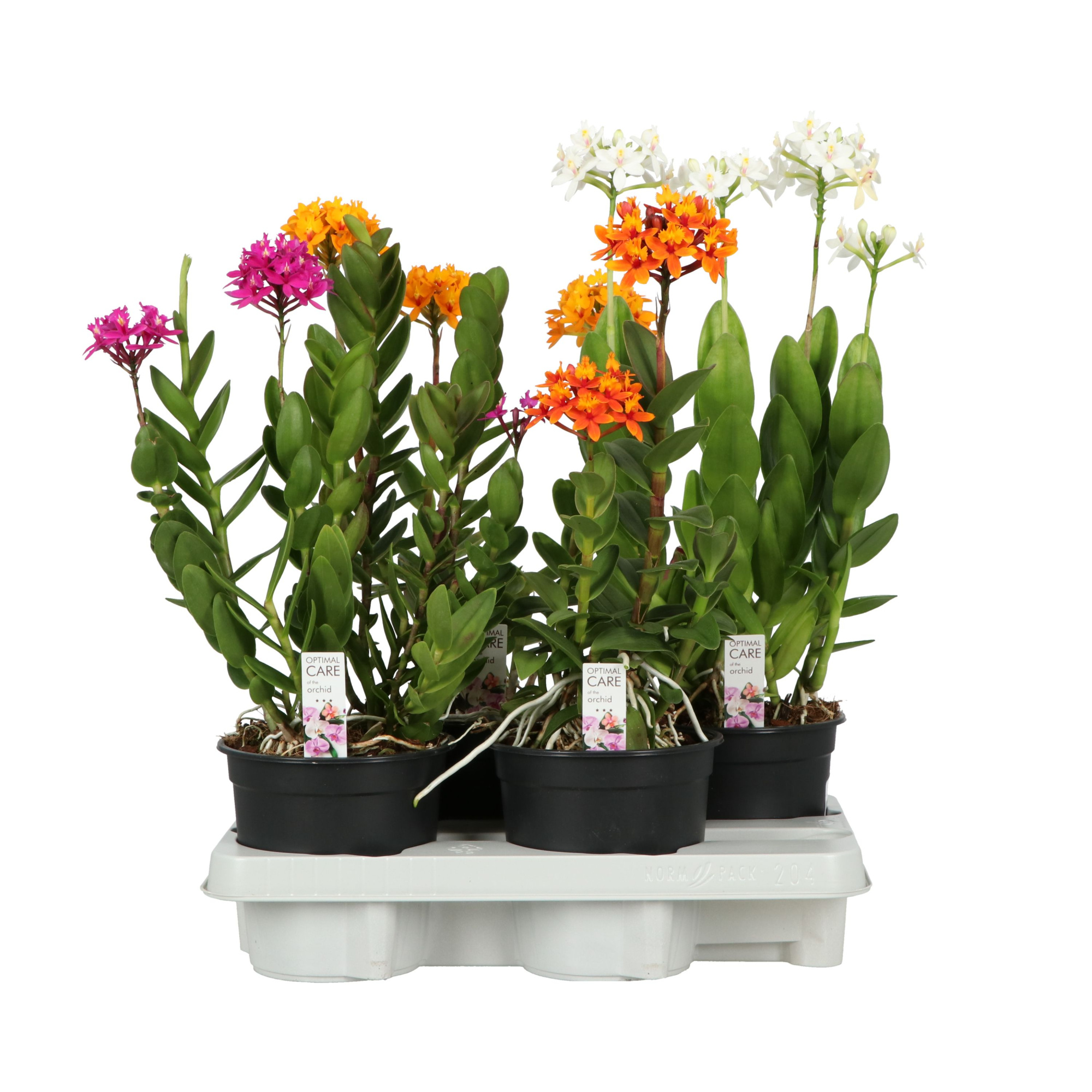 Epidendrum P15 A2 Mix, D 15 cm