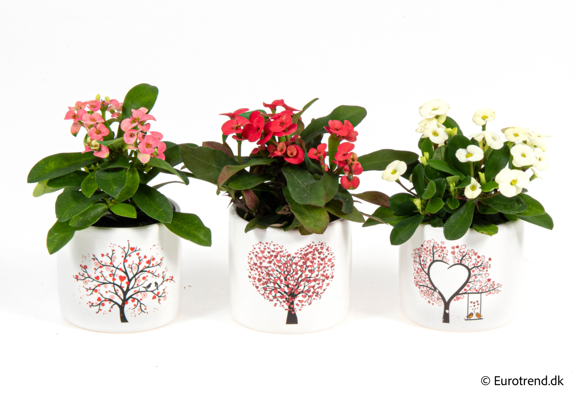 Euphorbia Millii in Valentine ceramic 2026, D 6