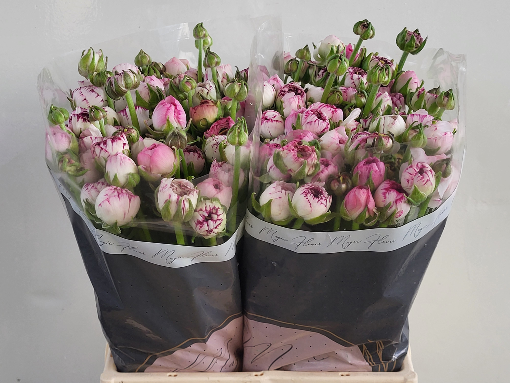 Ранункулус Андреа Каппуччино 45 (оранж.), шт.