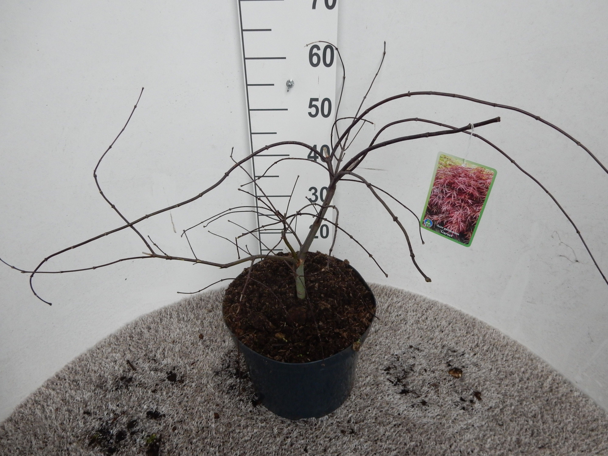 Acer palm. Inaba Shidare 40-50 P28, D 28