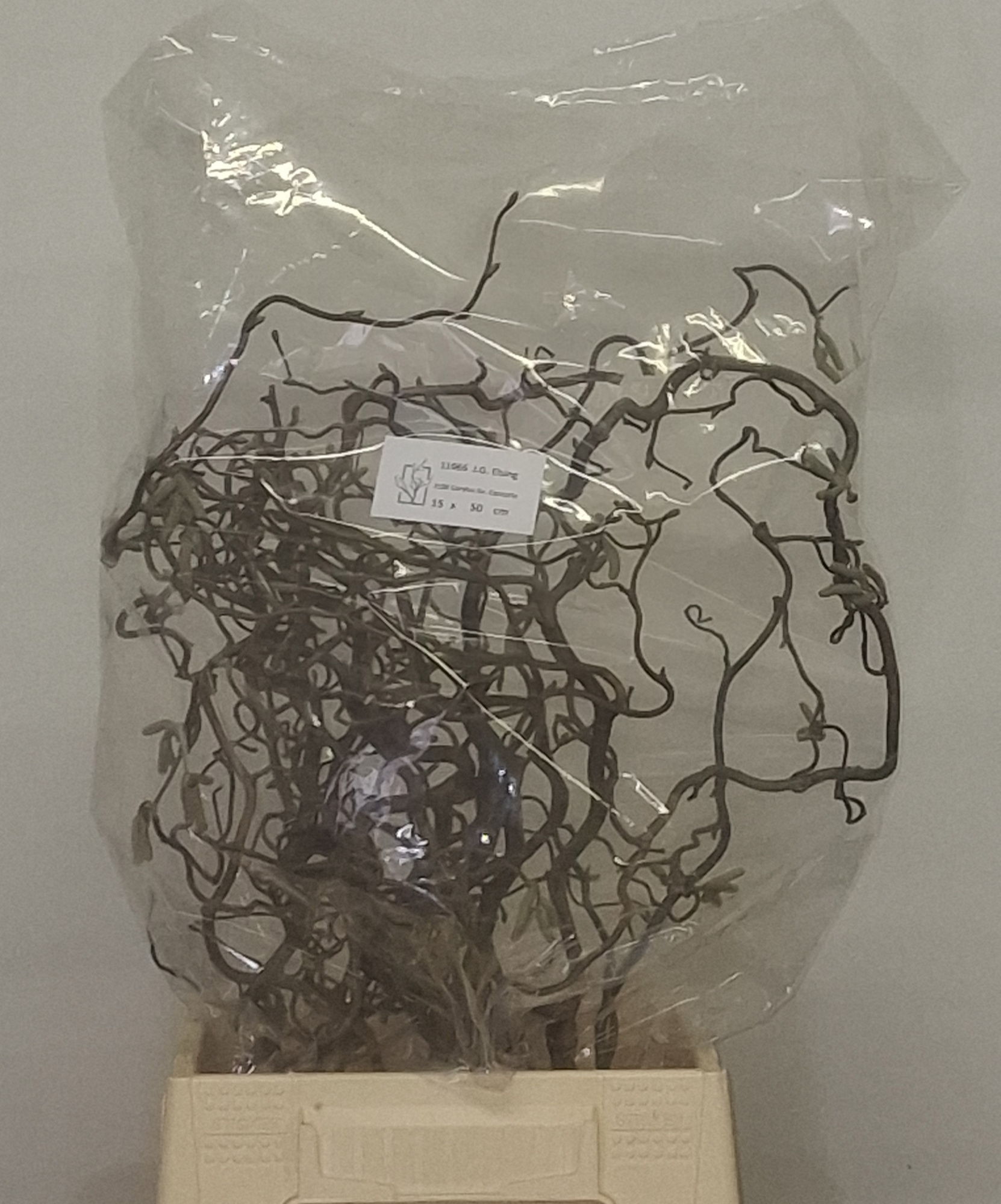 Корилус Конторта 50, шт.