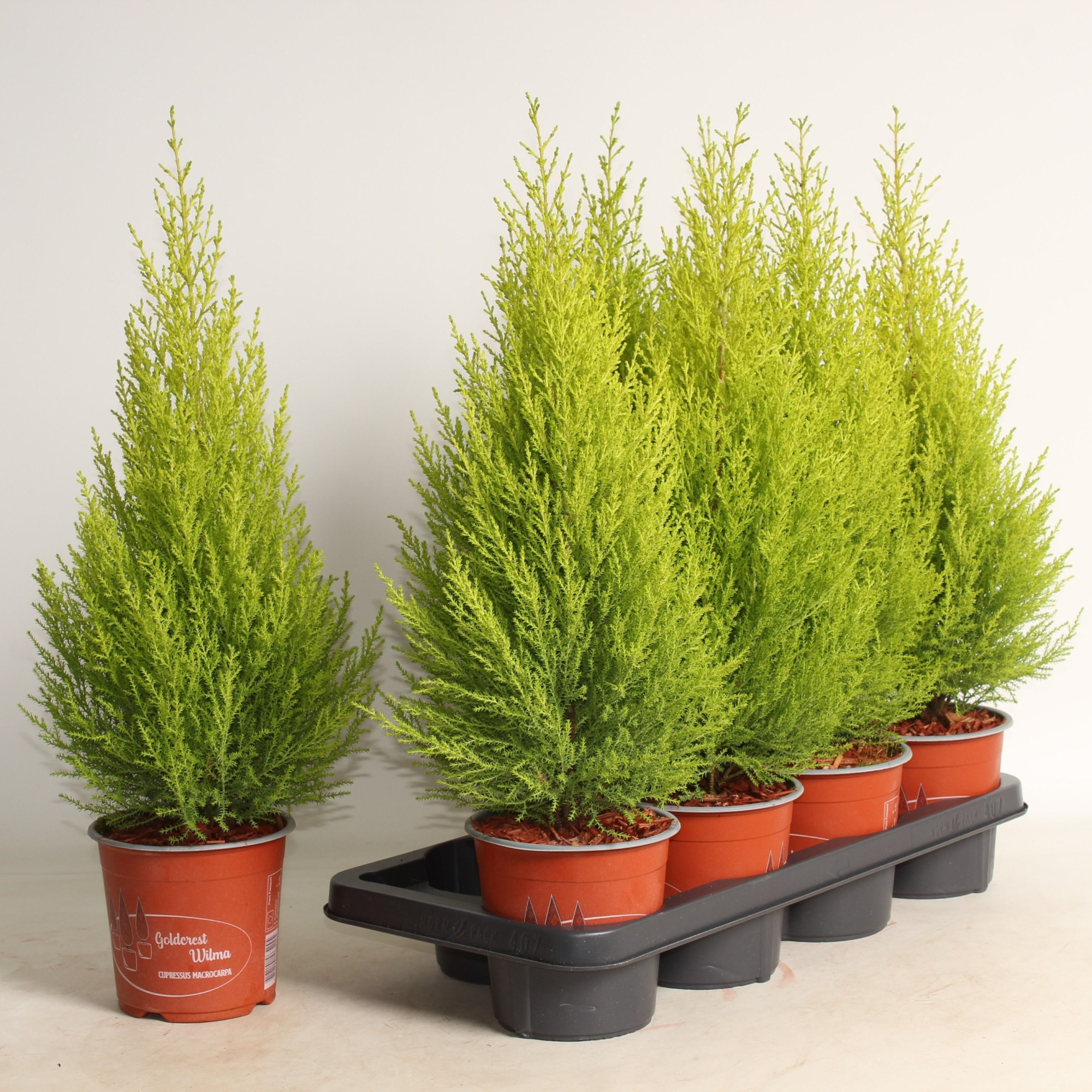 Cupresus' Goldcrest Wilma' 50cm + BARK/Verstreut, D 14 cm