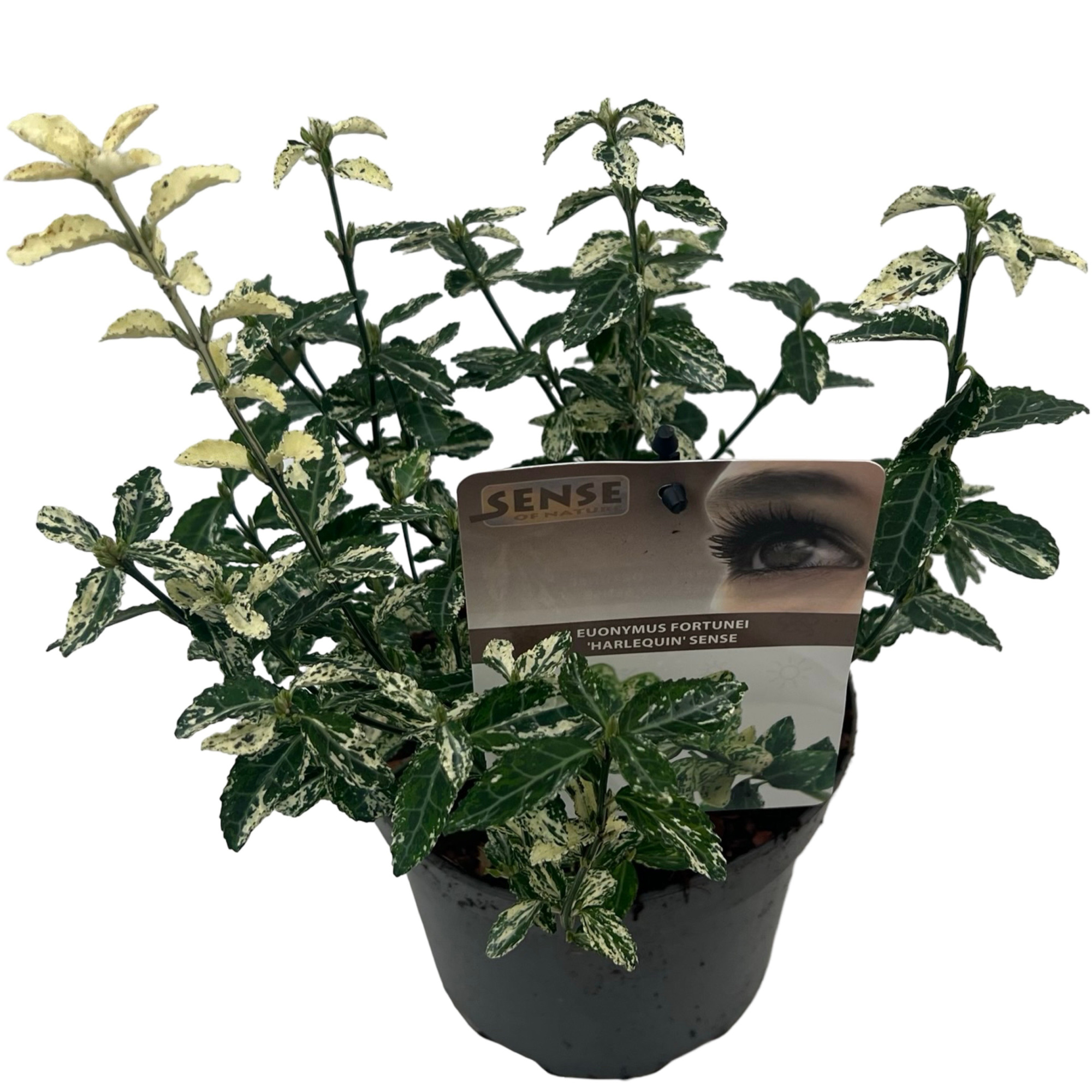 Euonymus jap. 'Harlequin' sense, D 17