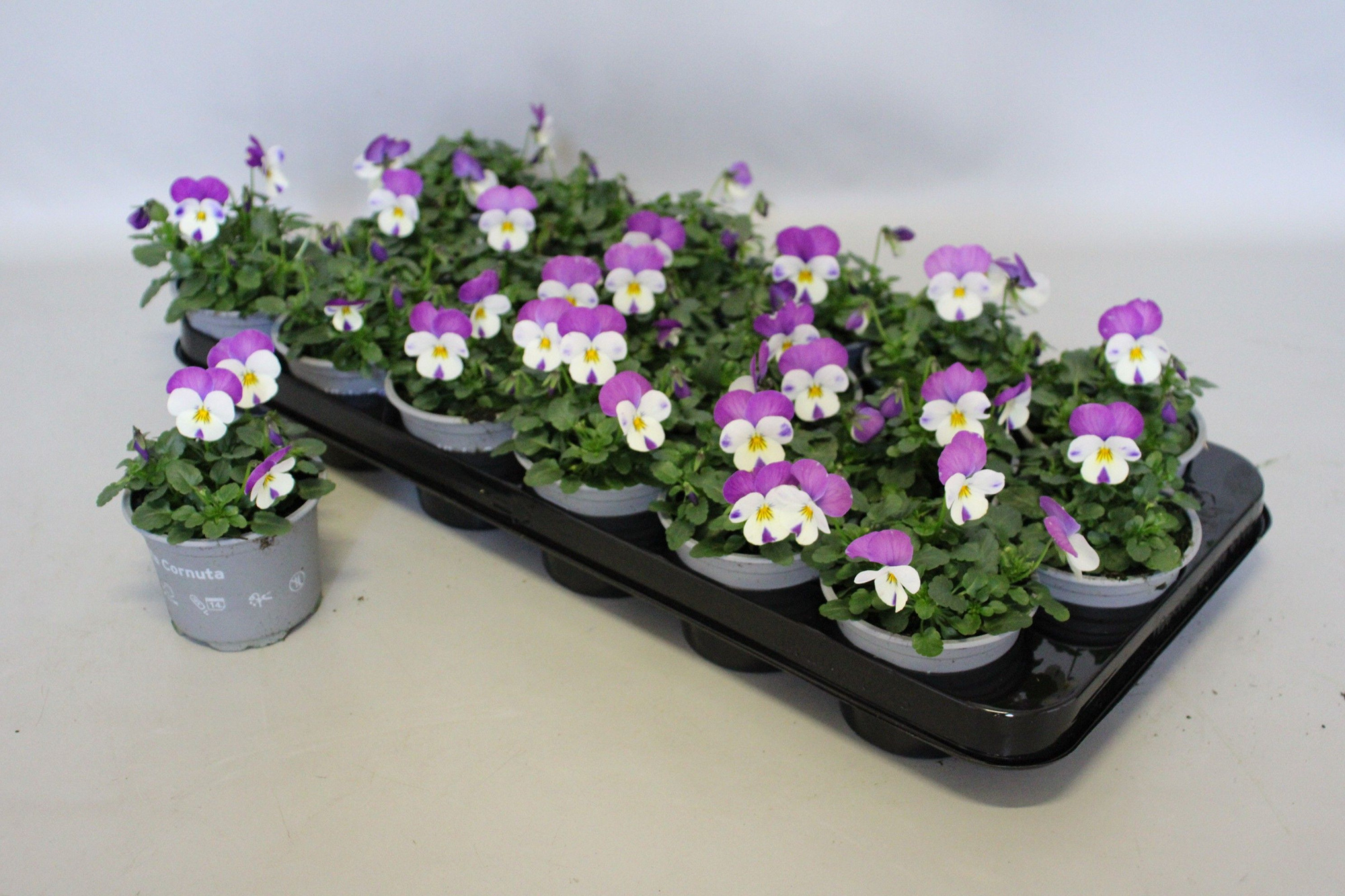 Viola cornuta 9 cm Persian Wing, D 9 cm