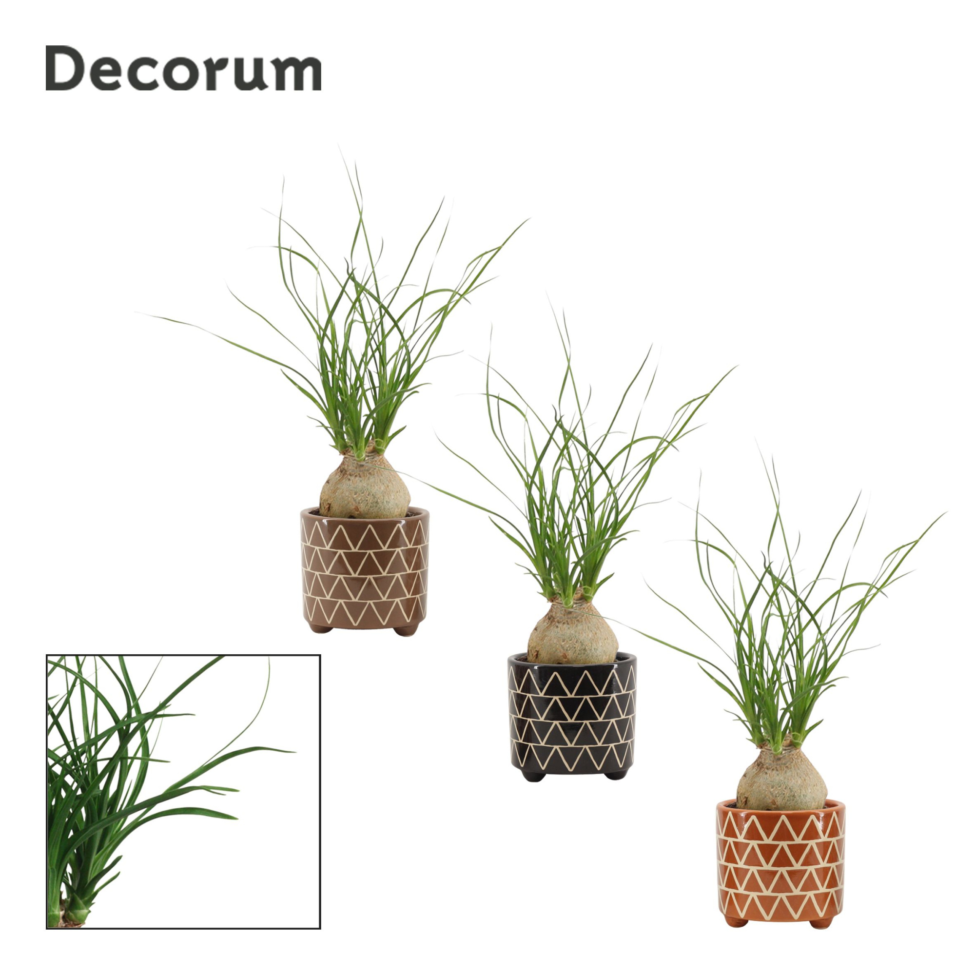 Beaucarnea bol 6 cm in Fee (Stone Touch-collection), D 6 cm