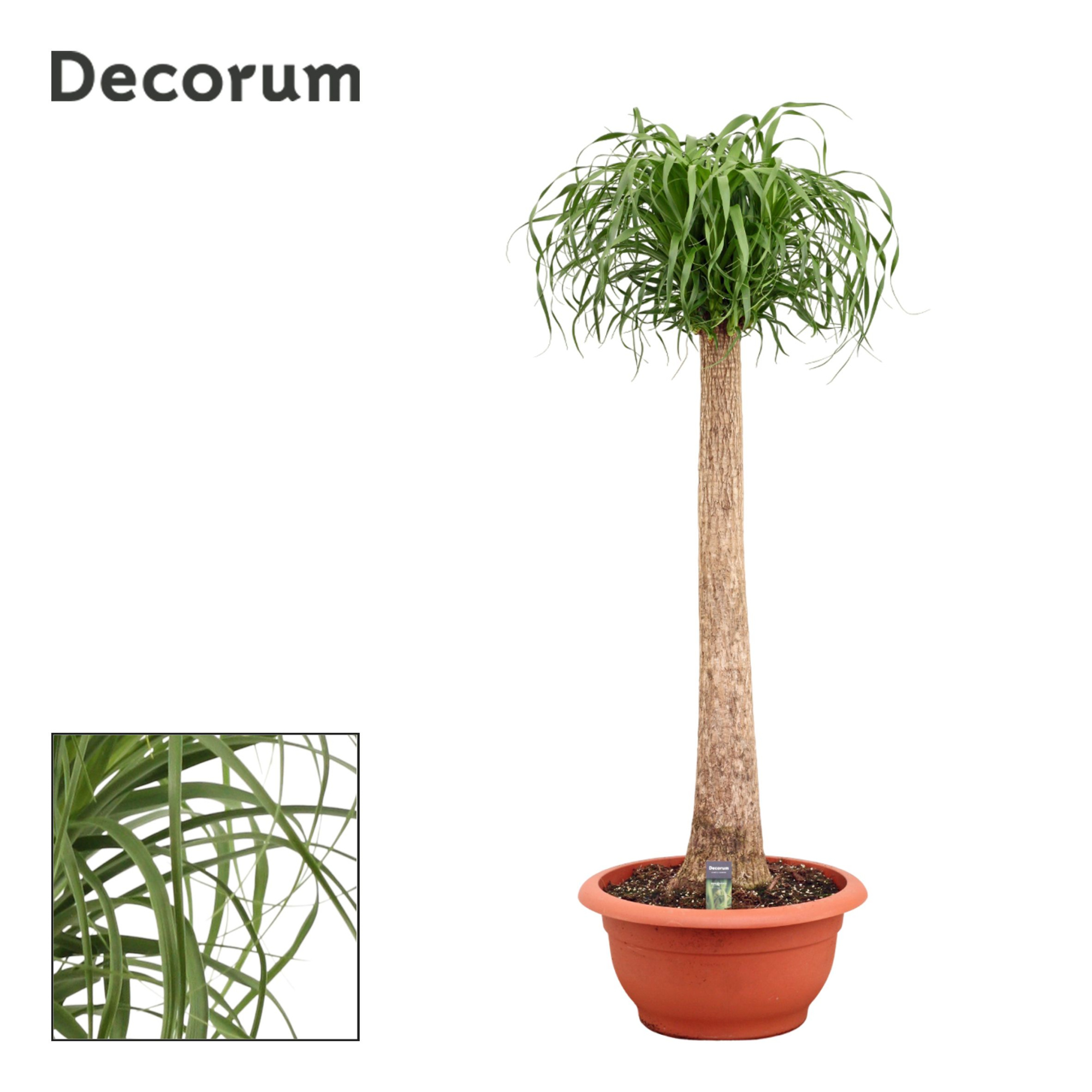 Beaucarnea recht 55 cm (Decorum), D 55