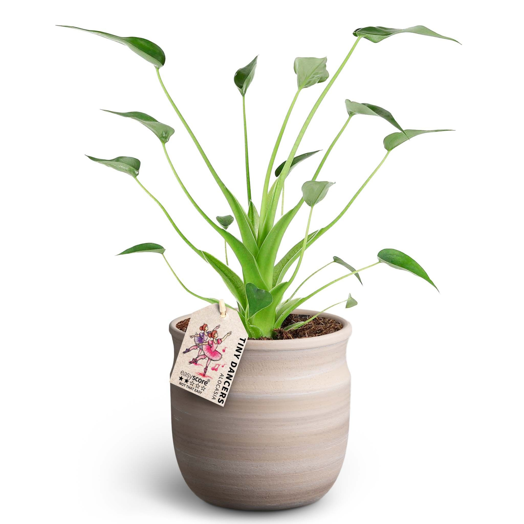 Maceta Sand, Alocasia ´Tiny Dancers´ ®, D 12 cm