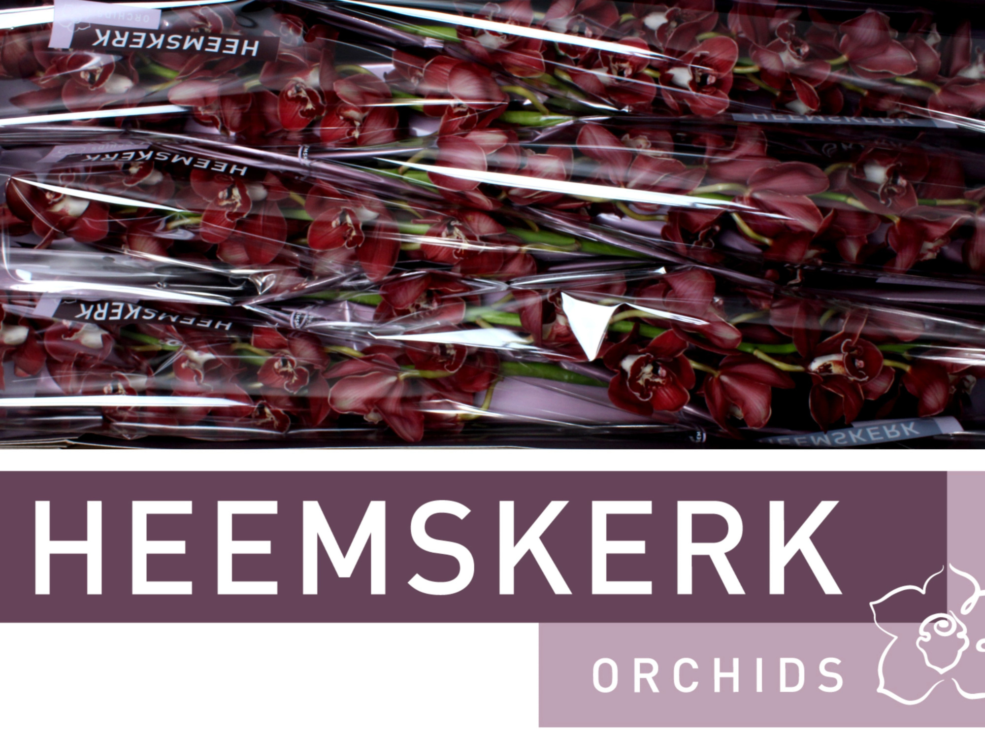 Цимбидиум Флеймфлор x6 80, шт.