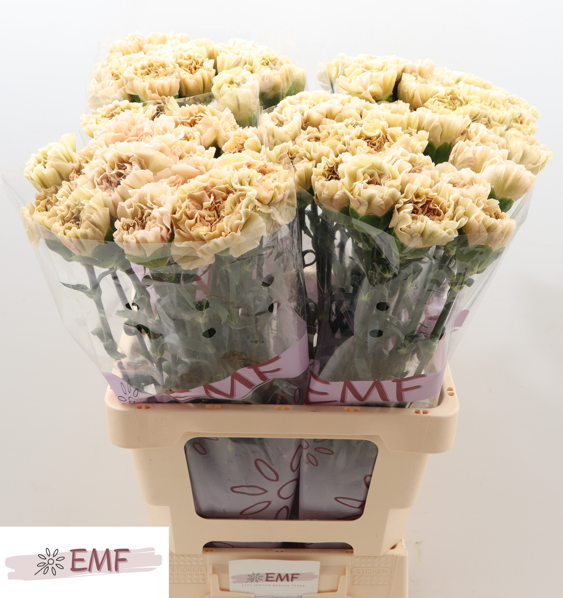 Диантус од. Леже Марроне, шт.