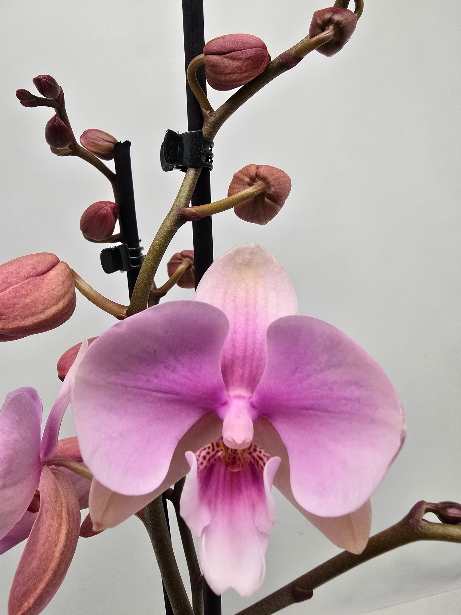 Limited 15 week 5, D 12