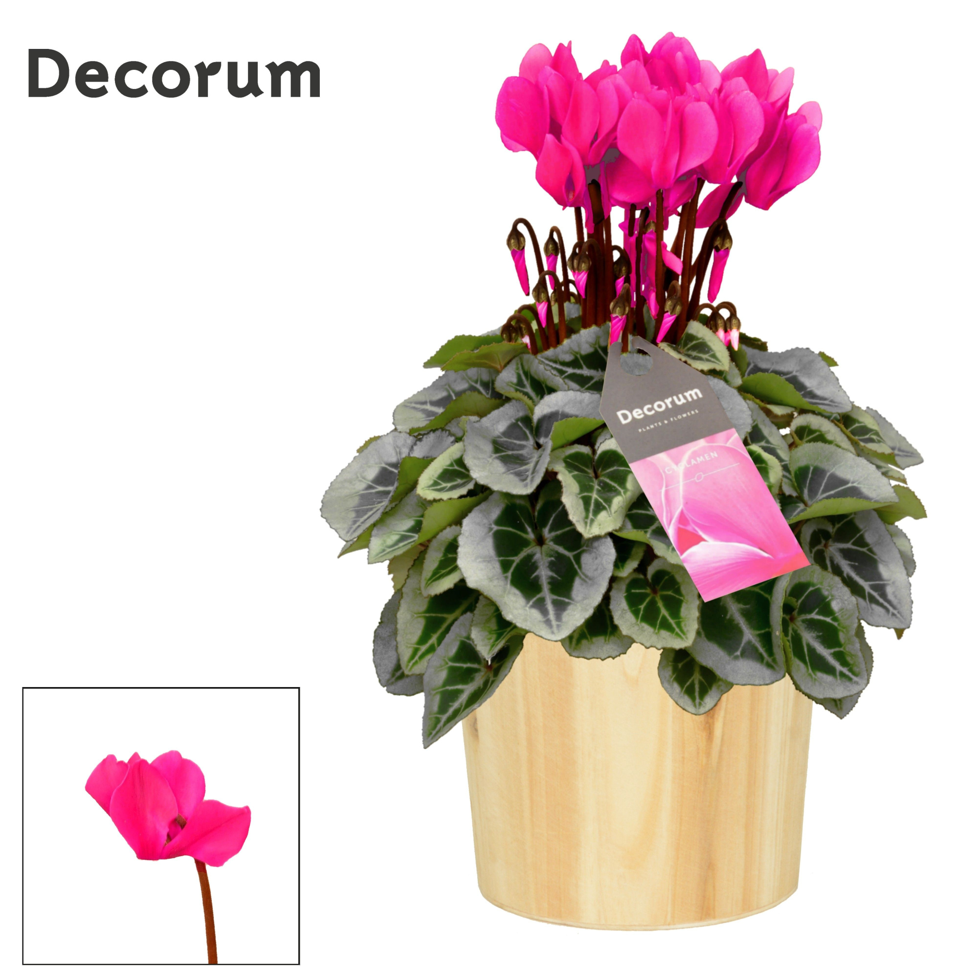 Cyclamen SS Picasso Roze in Wood Decorum, D 14 cm