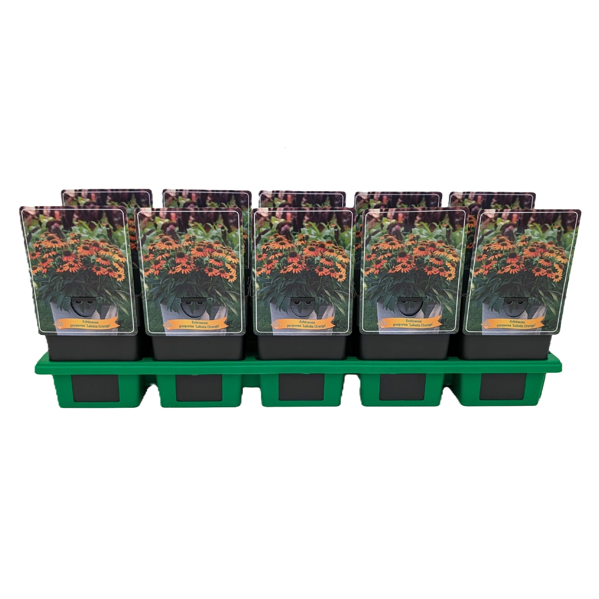 Echinacea 'Lakota Orange' P11, D 11 cm