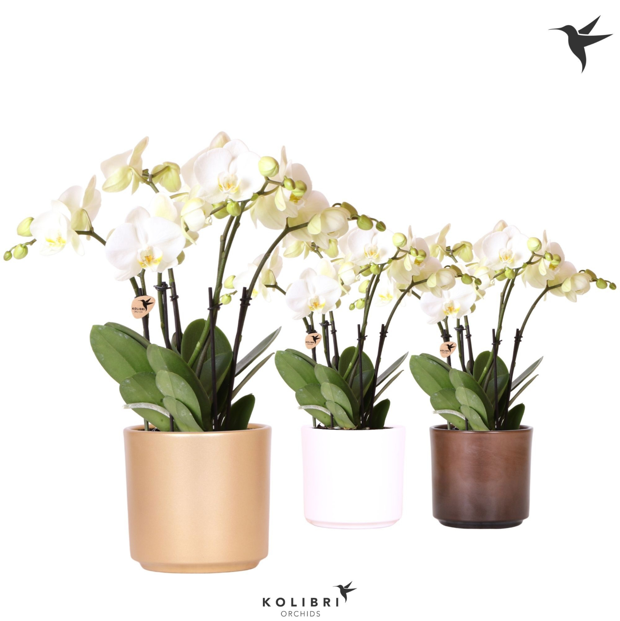 Kolibri Orchids Phalaenopsis Jewel Ghent 4 spike in Simplicity mix, D 12