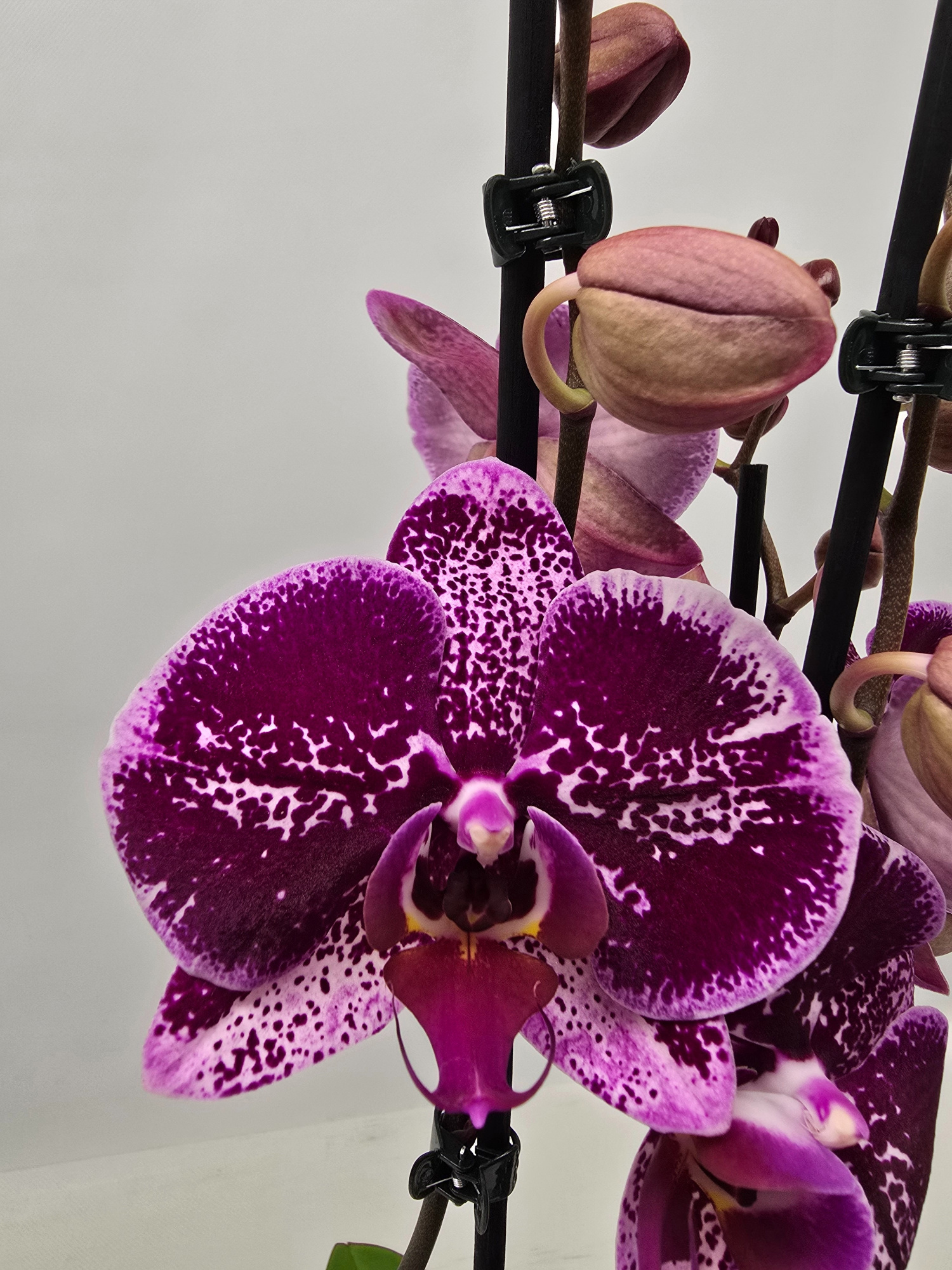 Limited 02 week 5, D 12