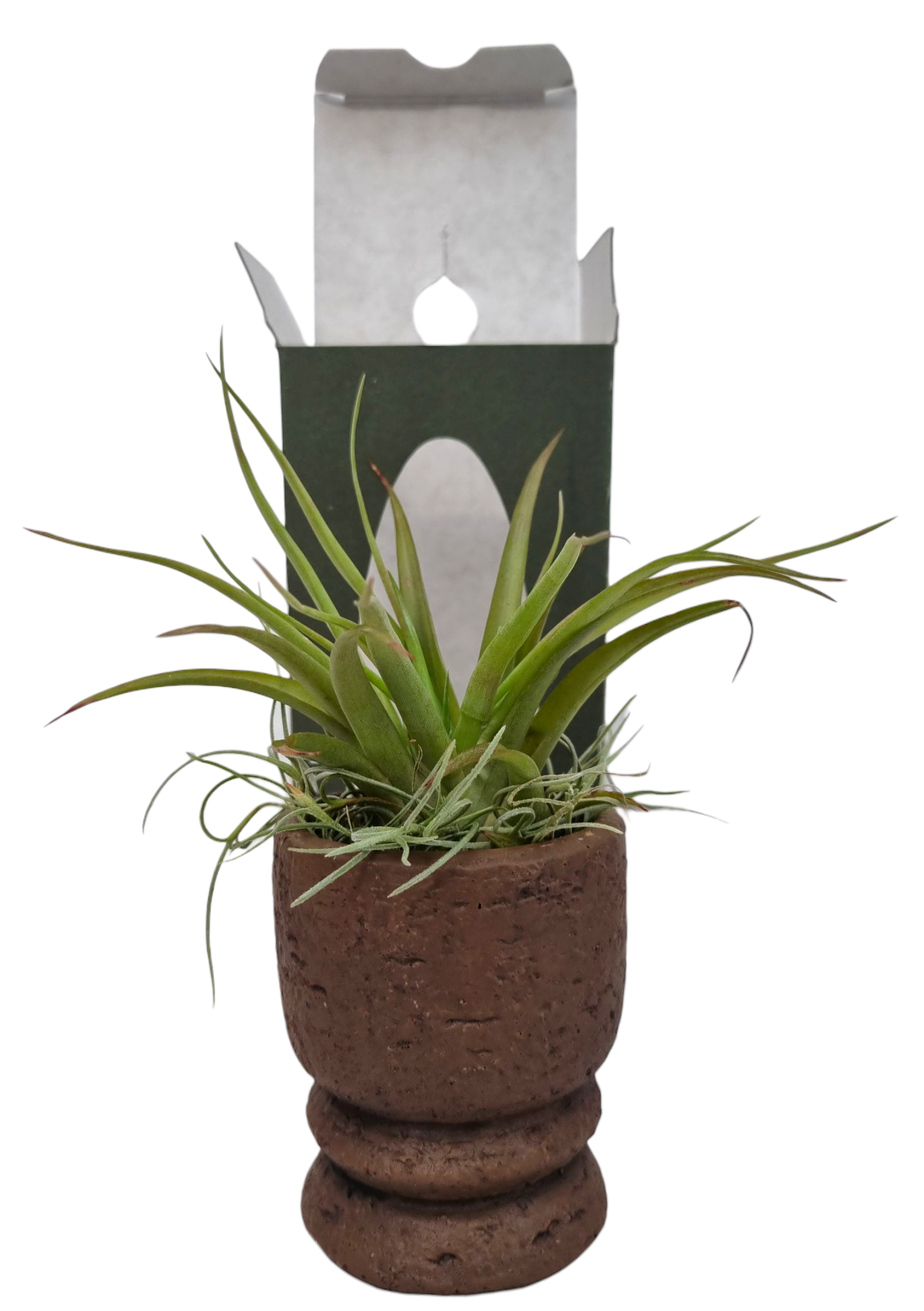 Tillandsia Vintage pot gift package, D 9 cm