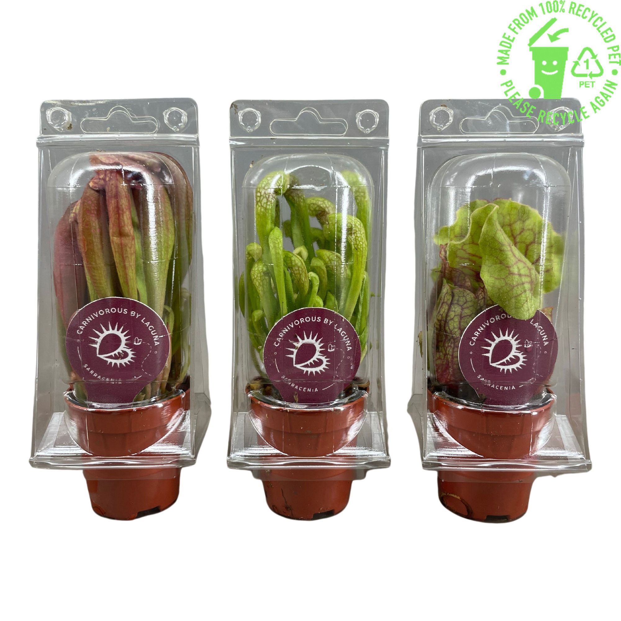 Sarracenia mix 5,5 cm in transparante blister, D 6