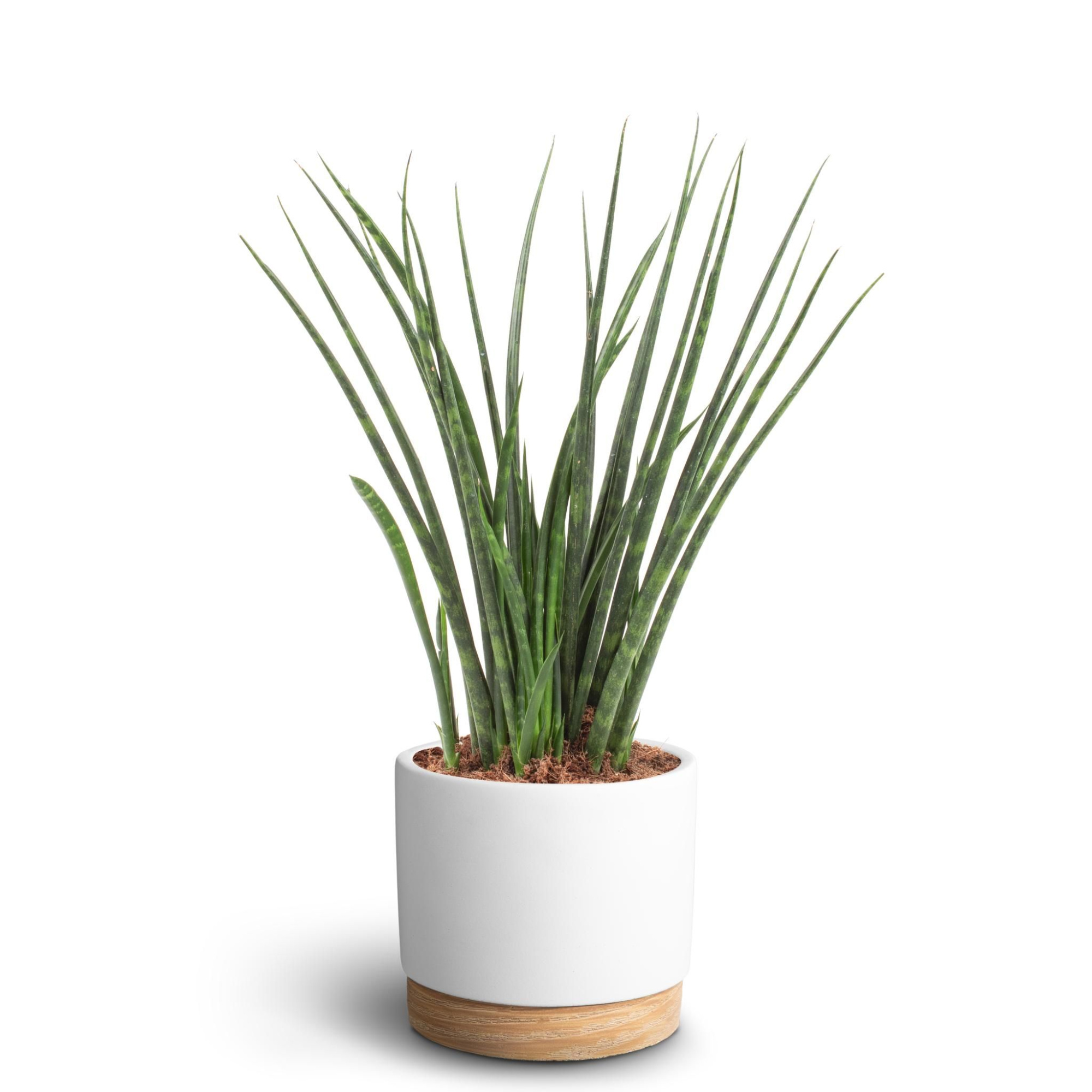Woodbase White, Sansevieria ´Fernwood´, D 16 cm