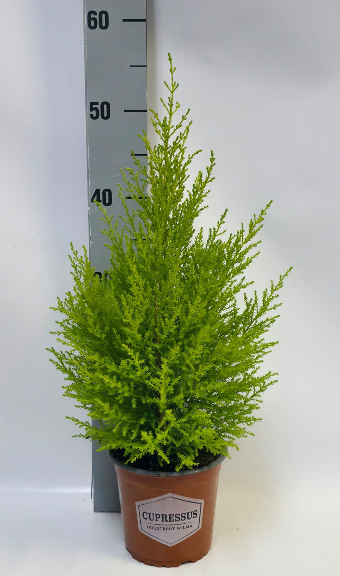 Cupressus piramide 14cm, D 14 cm