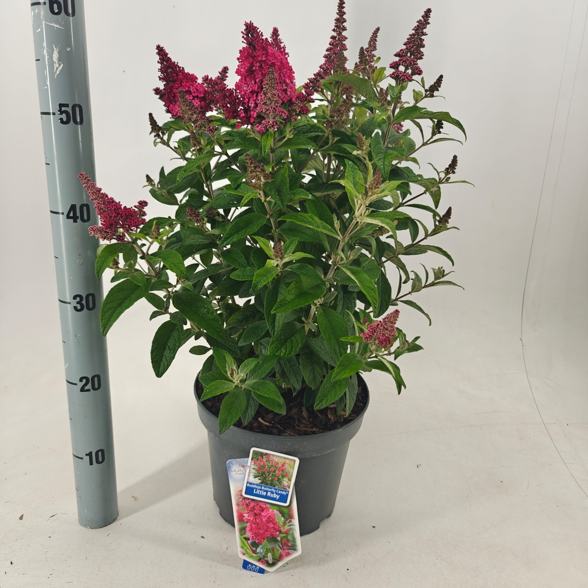 Buddleja d. Butt. Candy® Little Ruby ('BotEx 006'PBR), D 23 cm