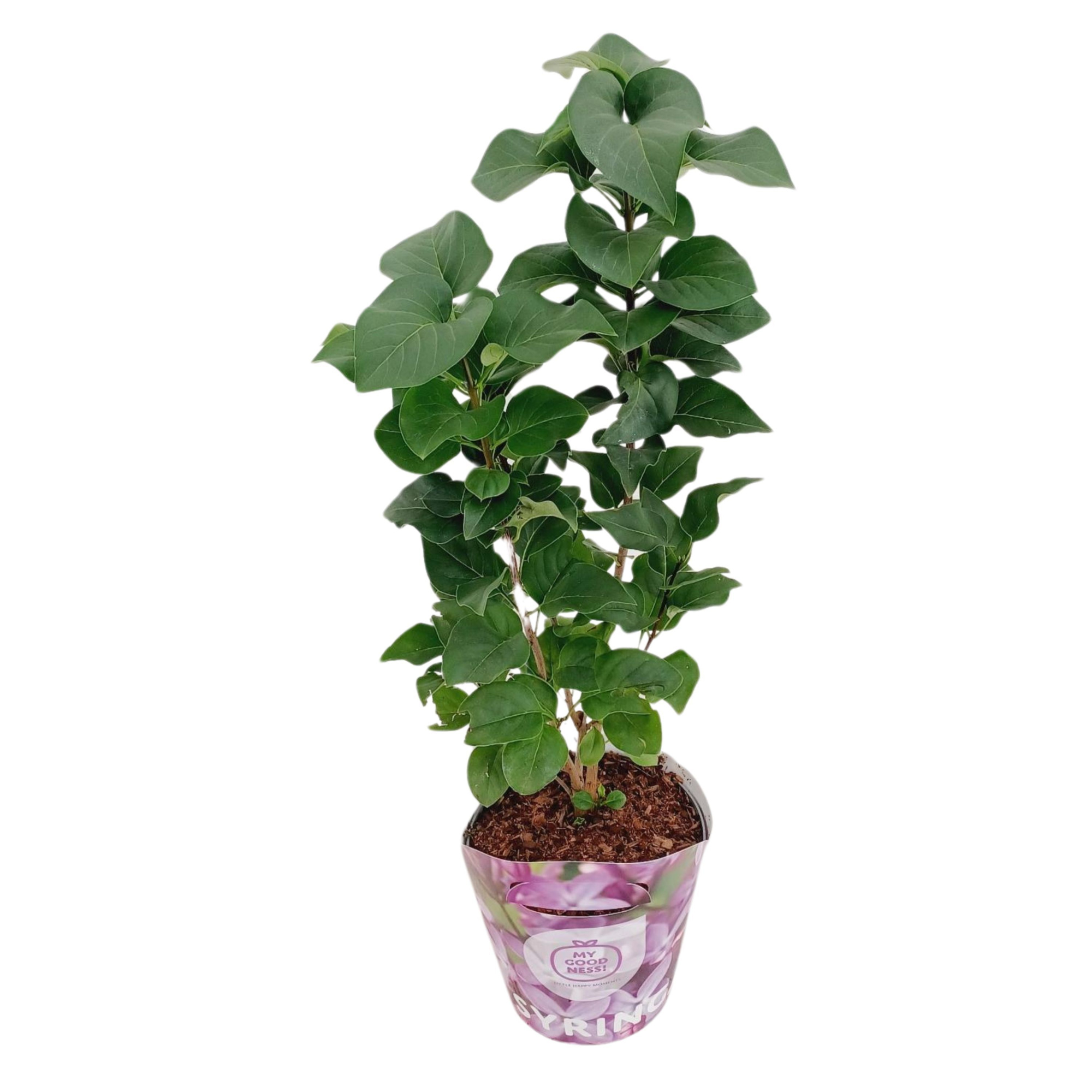 Syringa Vulgaris c2 potcover Roze, D 17