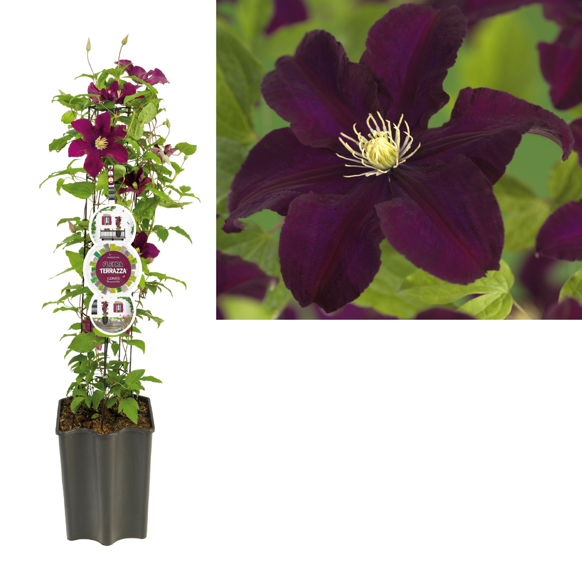 FleuraTerrazza W320 Clematis 'Warszawska Nike' +label, D 19