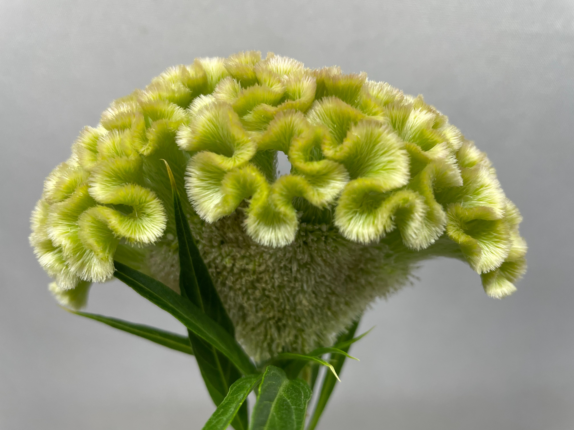 Целозия Кристата Фроузен 55, шт.