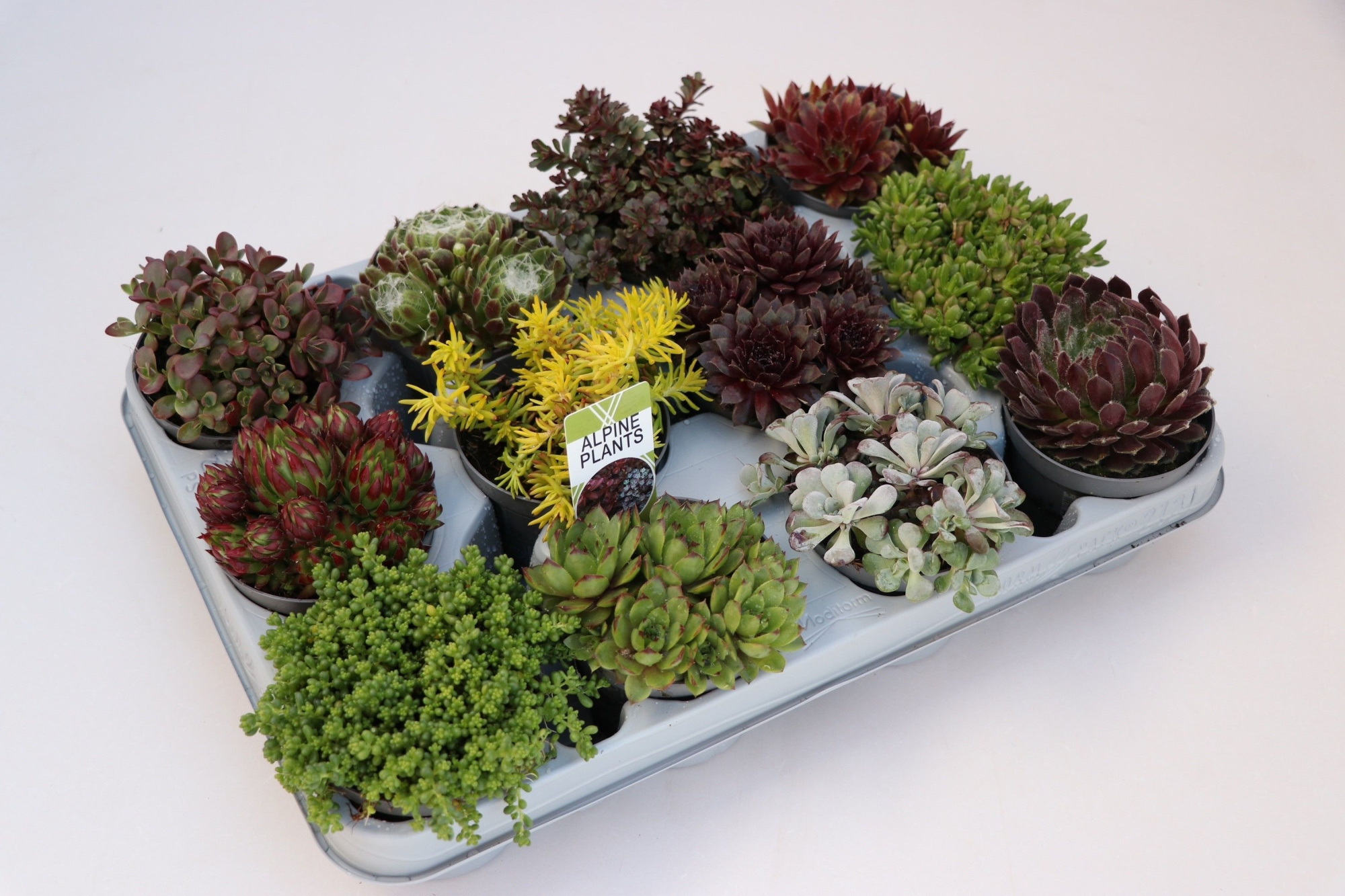 Rotsplanten mix, 212 fust, D 8,5 cm