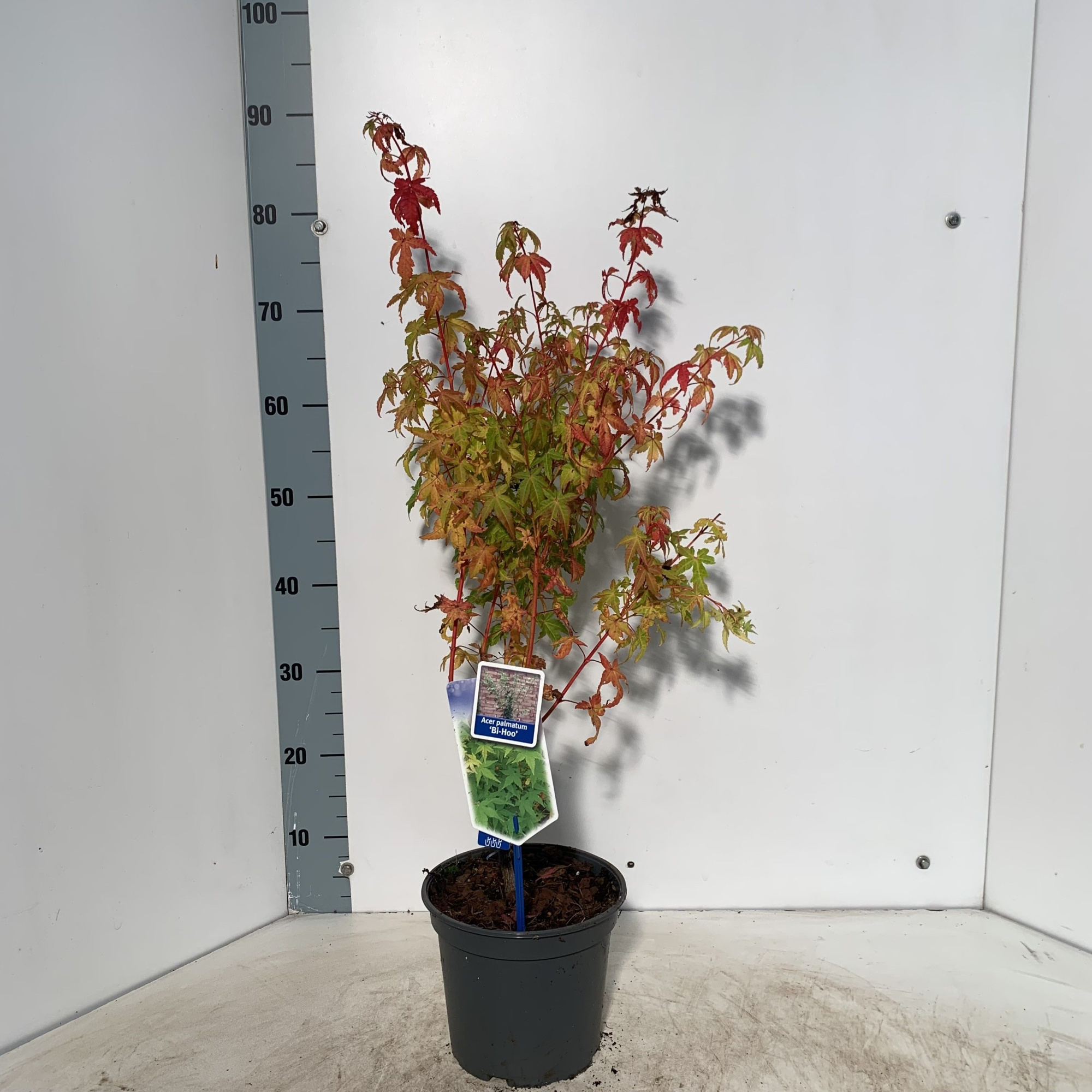 Acer pal. 'Bi-Hoo', D 19 cm