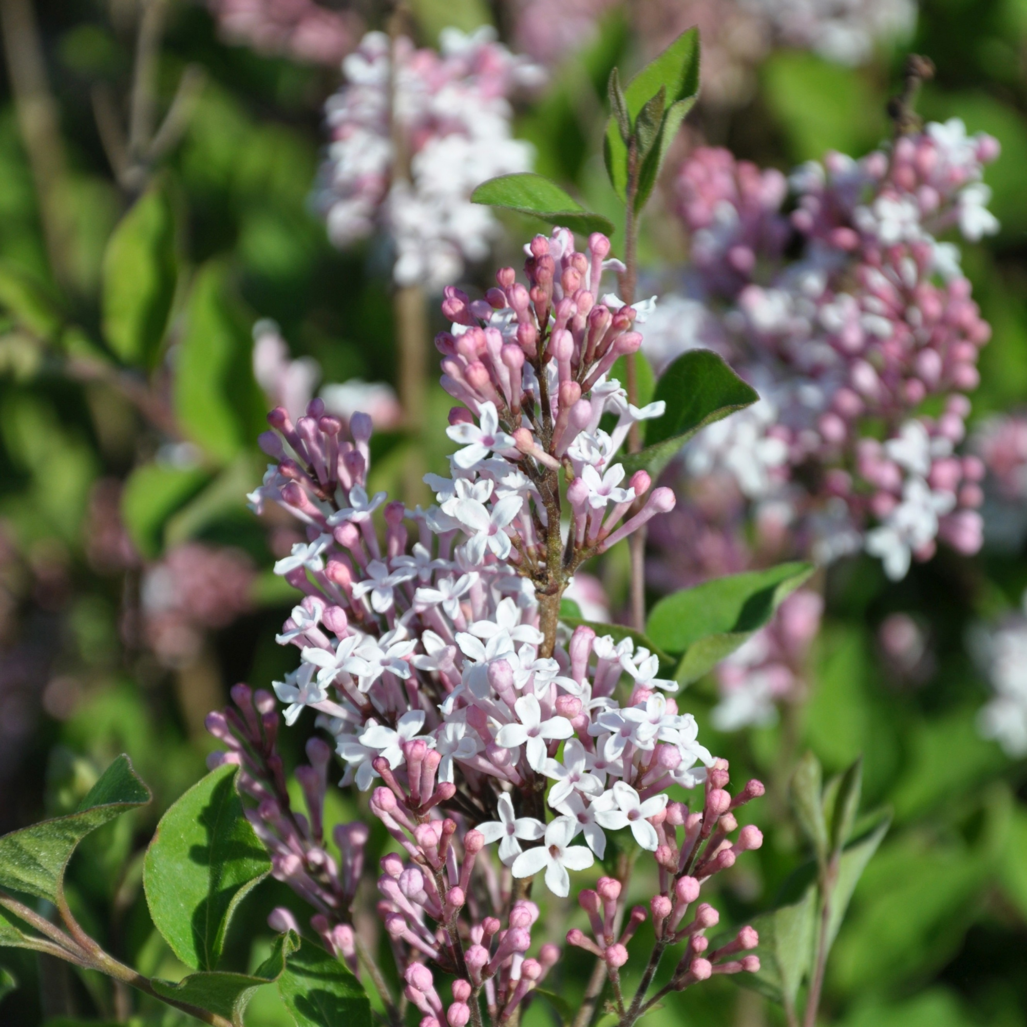 Syringa FLOWERFESTA® White, 'Premium Selection', C5, D 23 cm