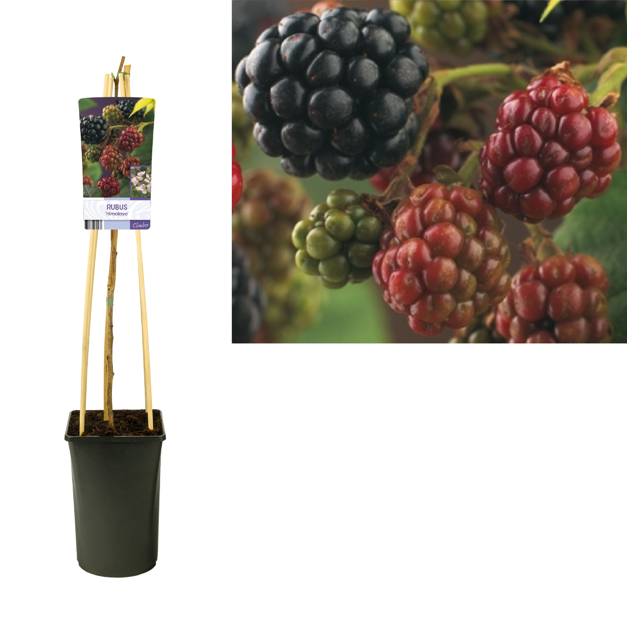 Rubus 'Himalaya' +light label, D 17 cm