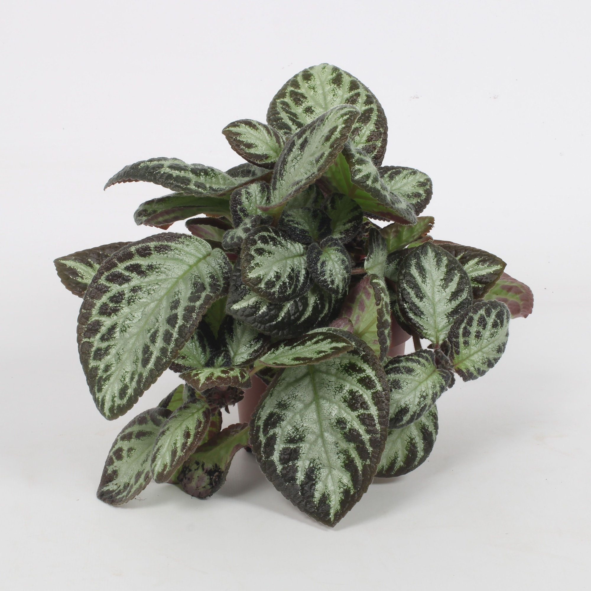 Episcia Silver Shield 12CM, D 12 cm