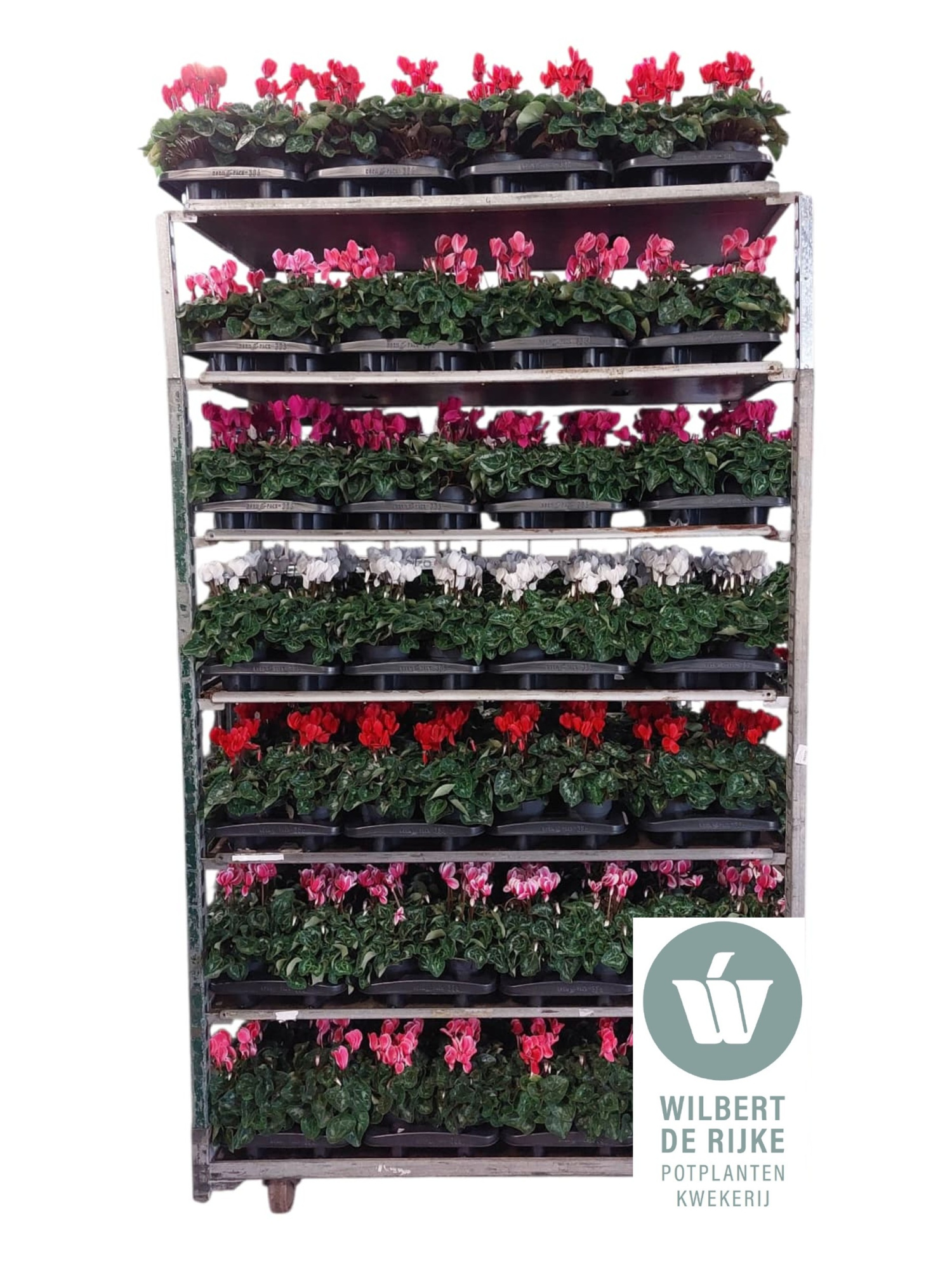 Cyclamen Midi Super Serie Allure Mixkar (Cyclaam), D 12 cm